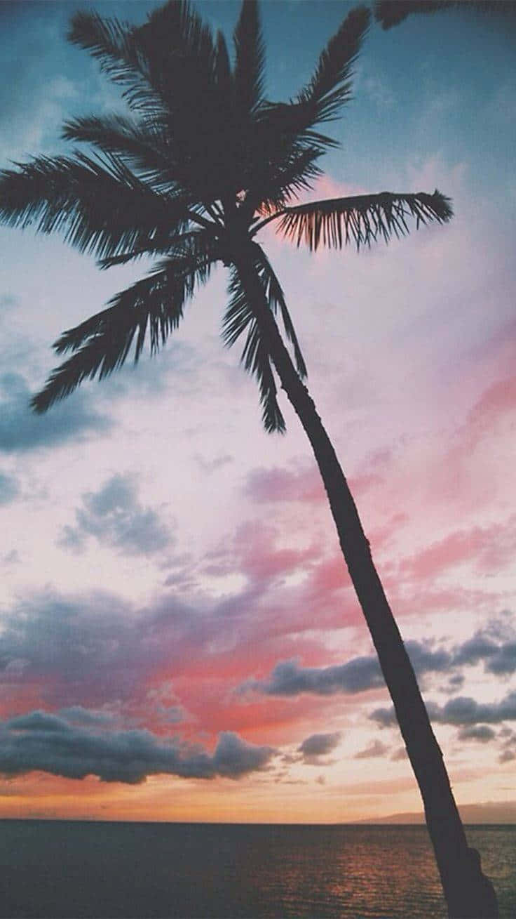 palm tree, vibrant pink orange and blue sunset sky, calm ocean waters, HD Phone Wallpaper