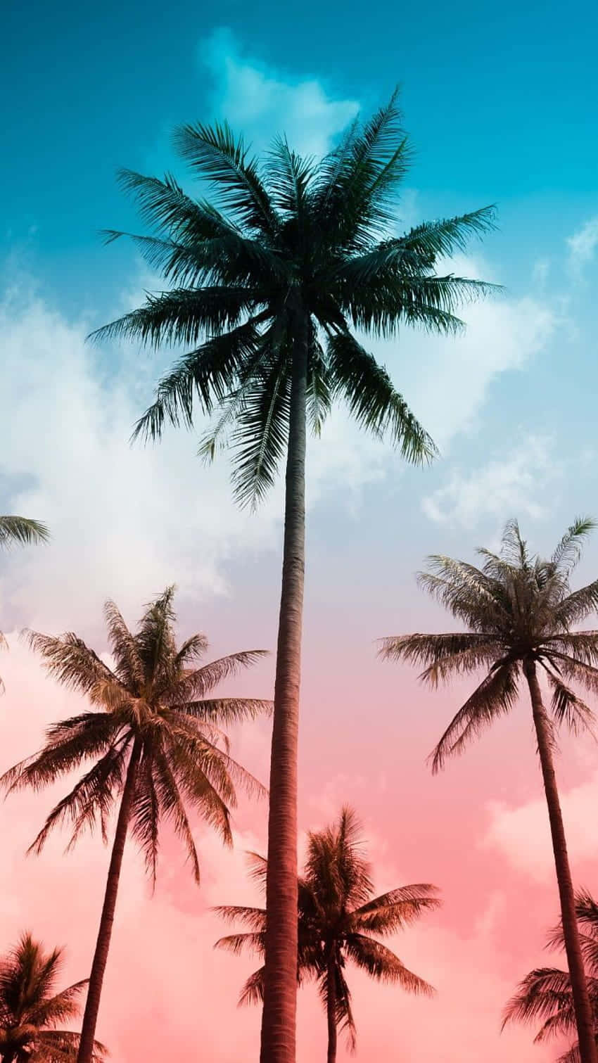 palm tree, vibrant pink, teal hues, HD Phone Wallpaper