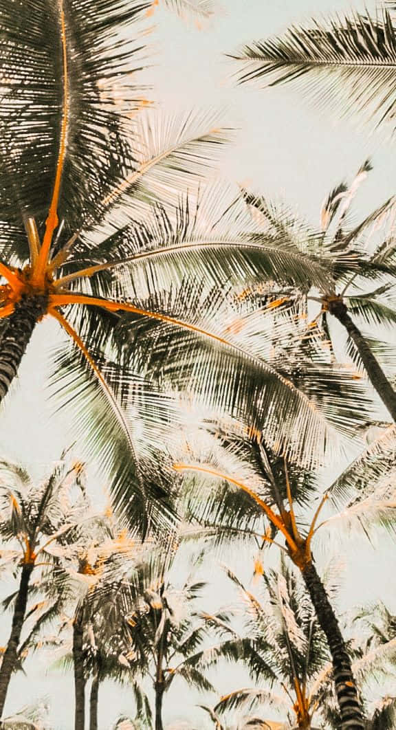 cute palm tree, tropical beach paradise, pastel sky, SD Phone Wallpaper