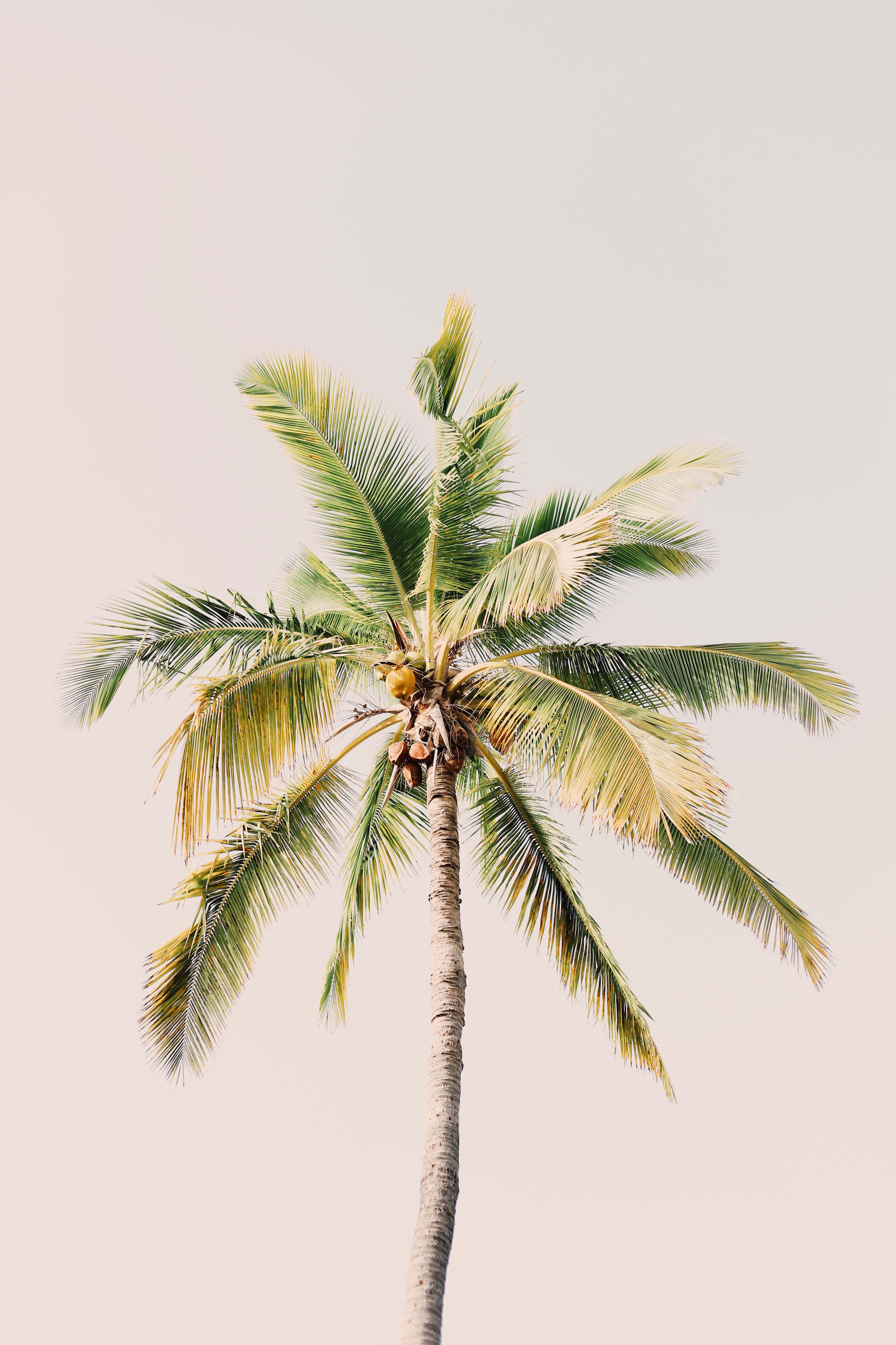 cute palm tree, green fronds, coconuts, 5K Phone Wallpaper