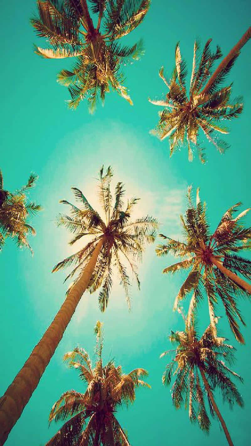 palm tree, sandy beach, turquoise sky, HD Phone Wallpaper