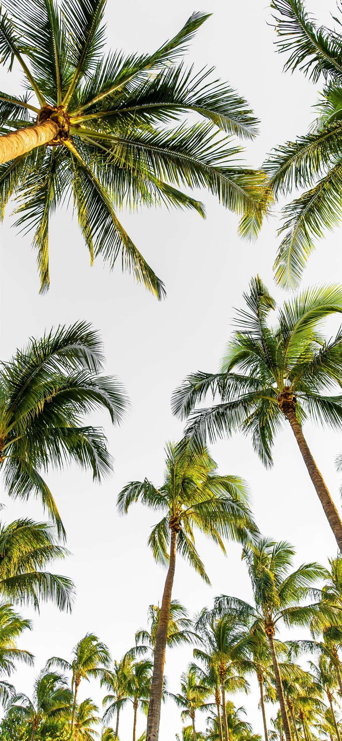 palm tree, tropical paradise, bright sky, Full HD Phone Wallpaper