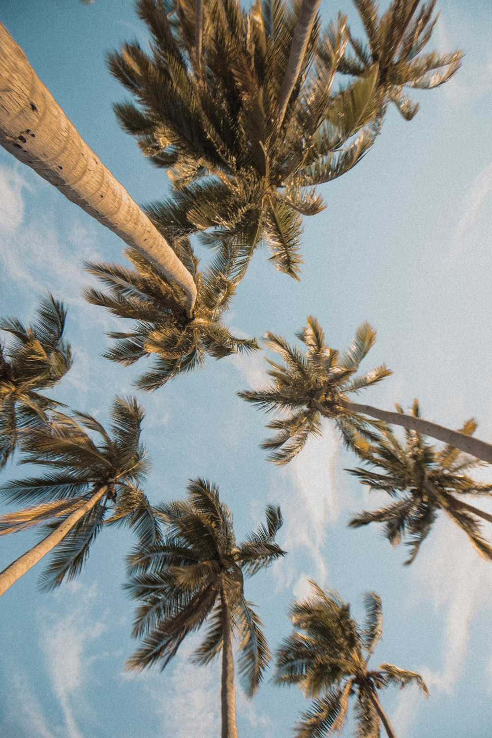 cute palm tree, soft blue sky, wispy clouds, HD Phone Wallpaper
