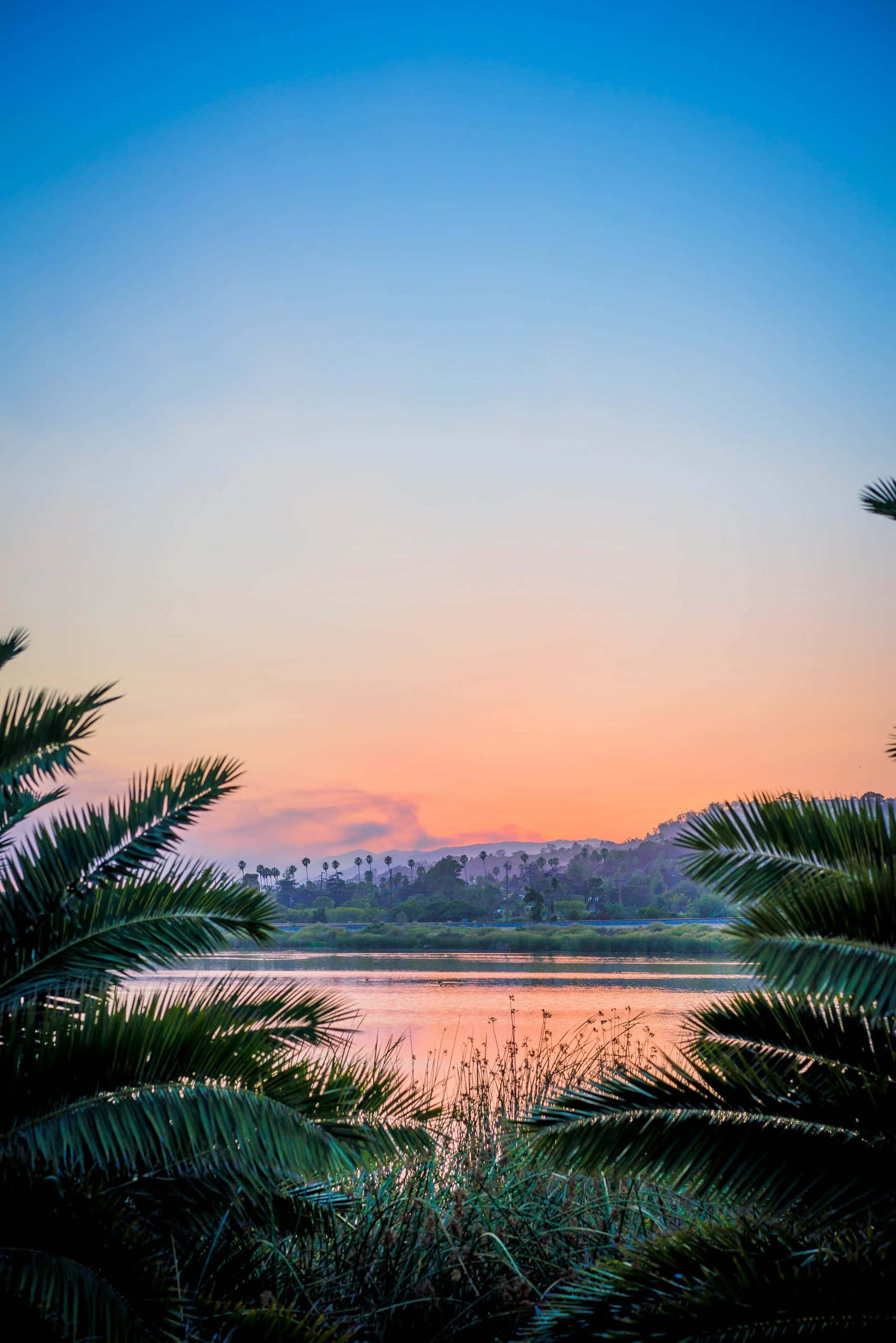 palm tree, tranquil lake, vibrant sunset sky, 2K Phone Wallpaper