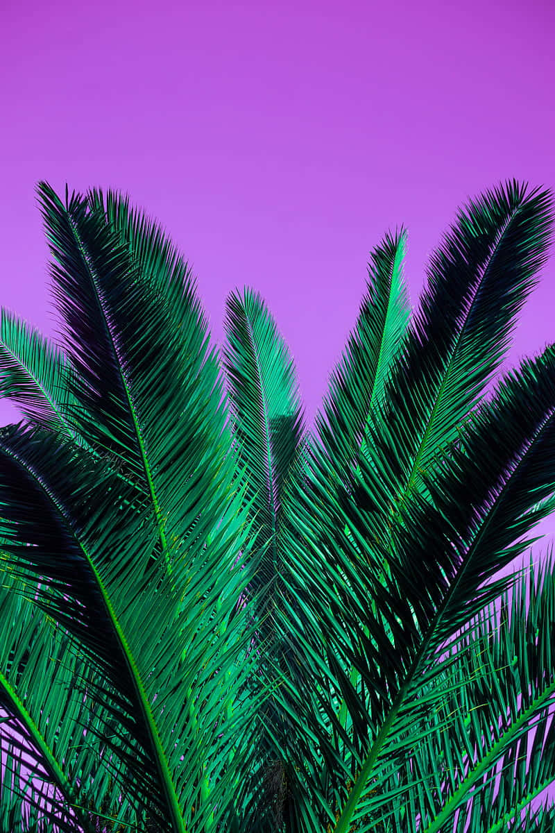 palm tree, purple sky, vibrant green palm fronds, SD Phone Wallpaper