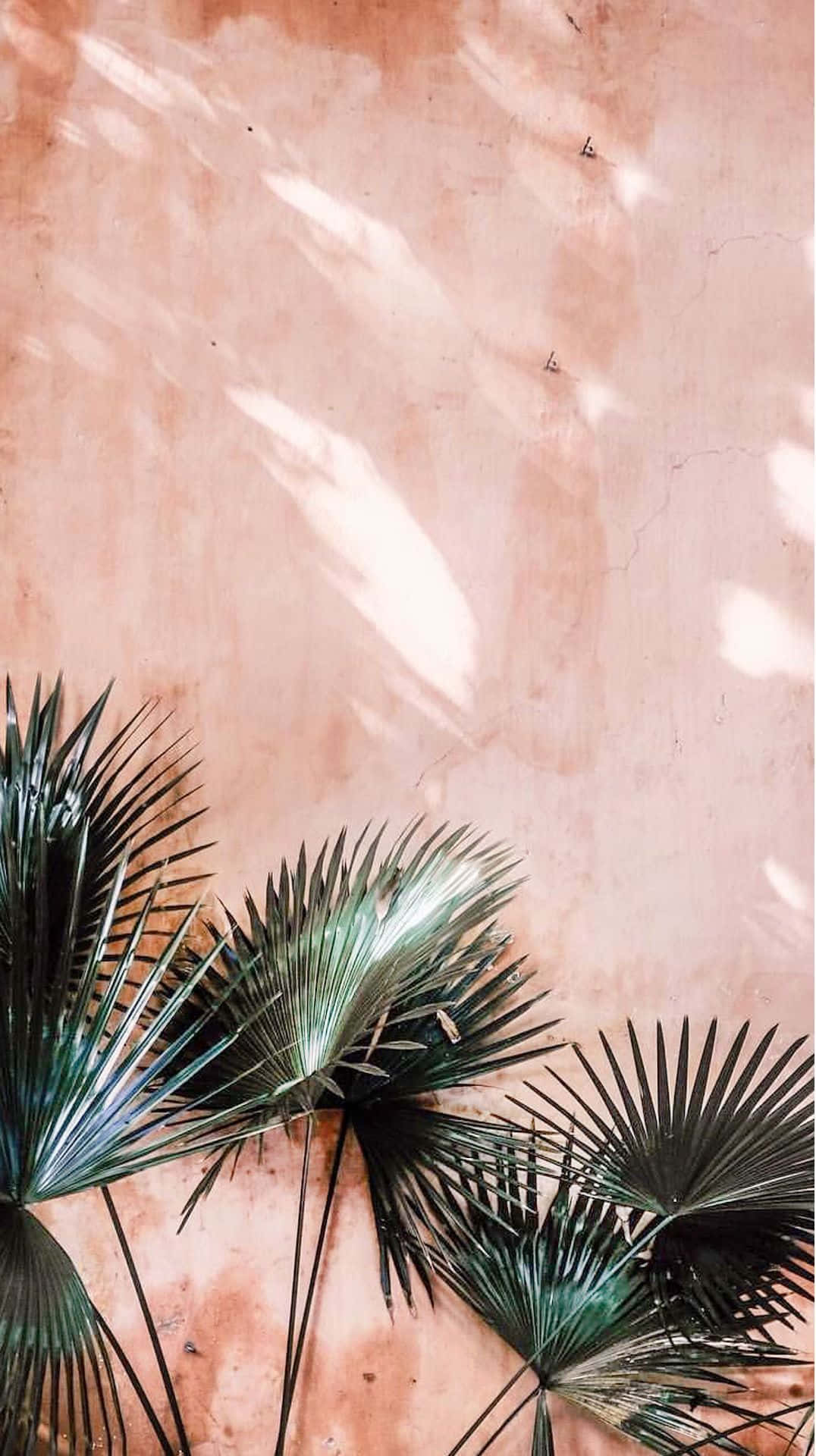 palm trees, pink wall, dark green palm fronds, Full HD Phone Wallpaper