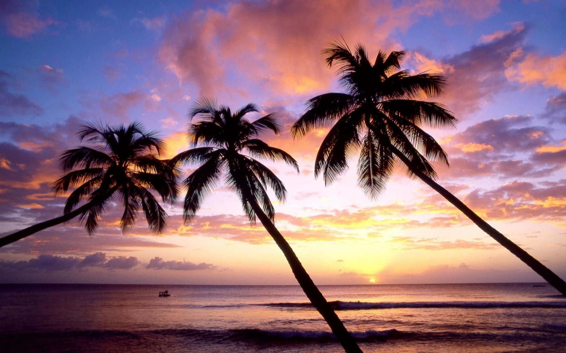 sunset, ocean, palm trees, Full HD Desktop Wallpaper