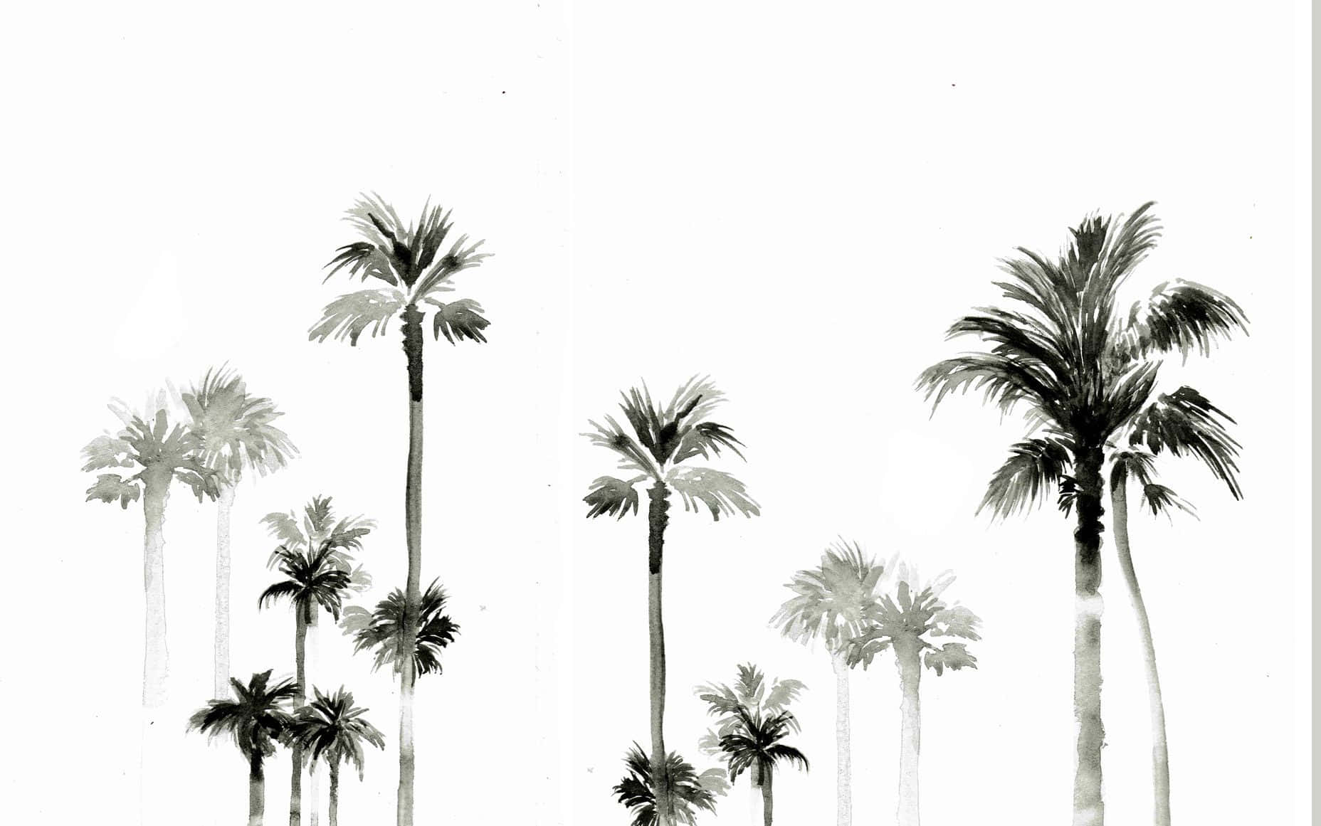 black and white palm tree, monochrome watercolor, varying heights, HD Desktop Wallpaper