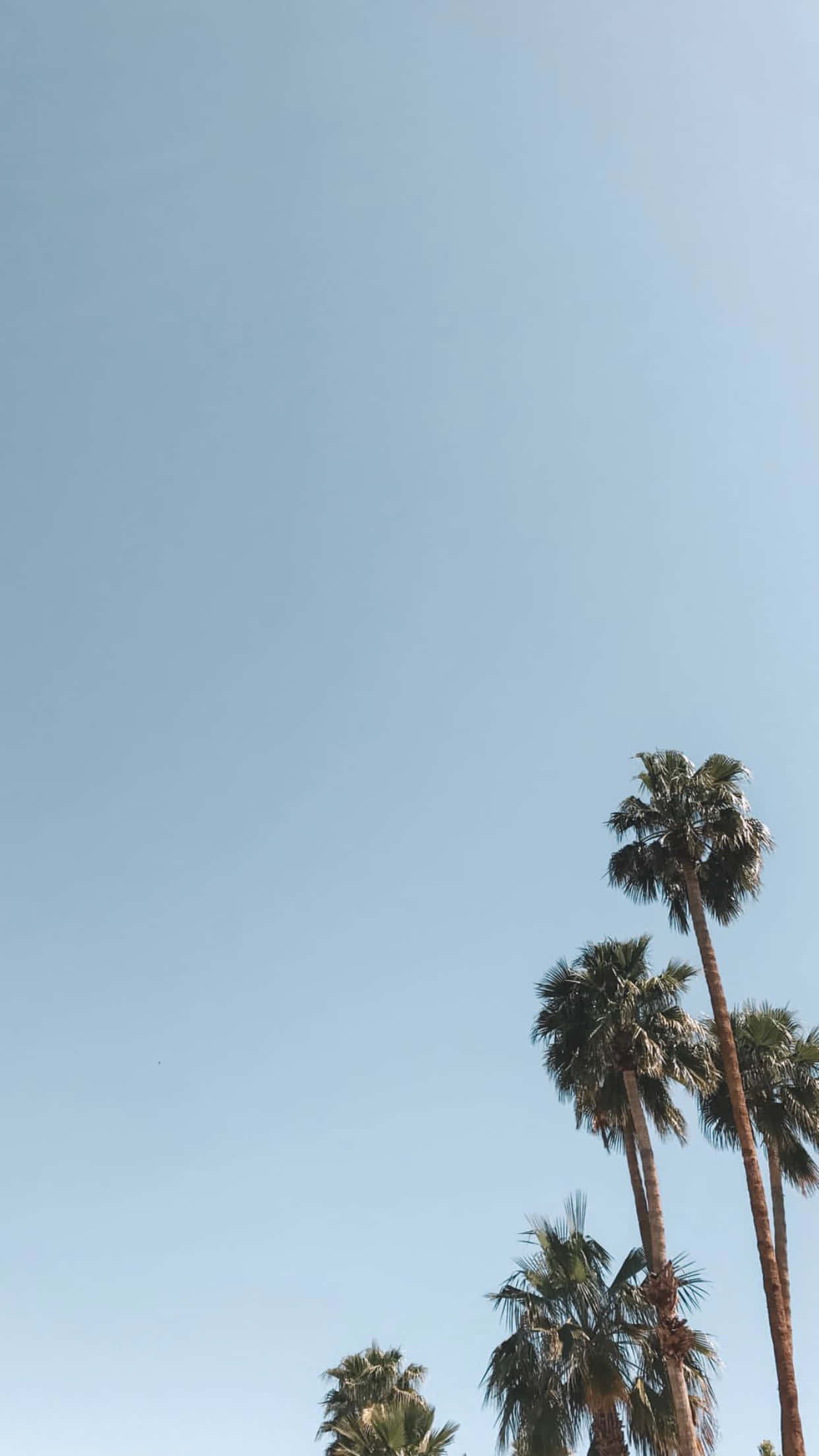 aesthetic palm tree, palm trees, desert, Full HD Phone Wallpaper