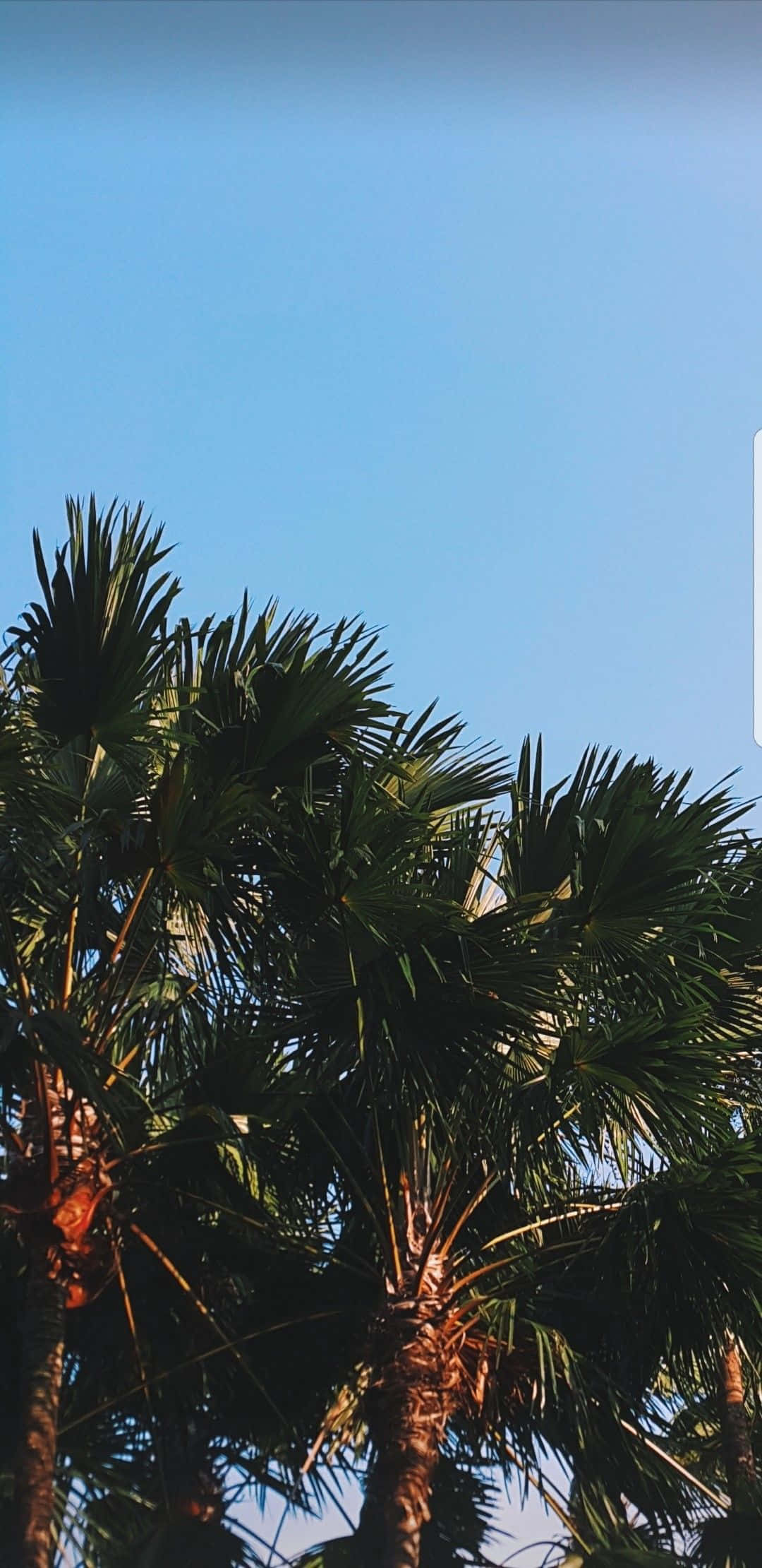 aesthetic palm tree, lush green fronds, clear blue sky, Full HD Phone Wallpaper