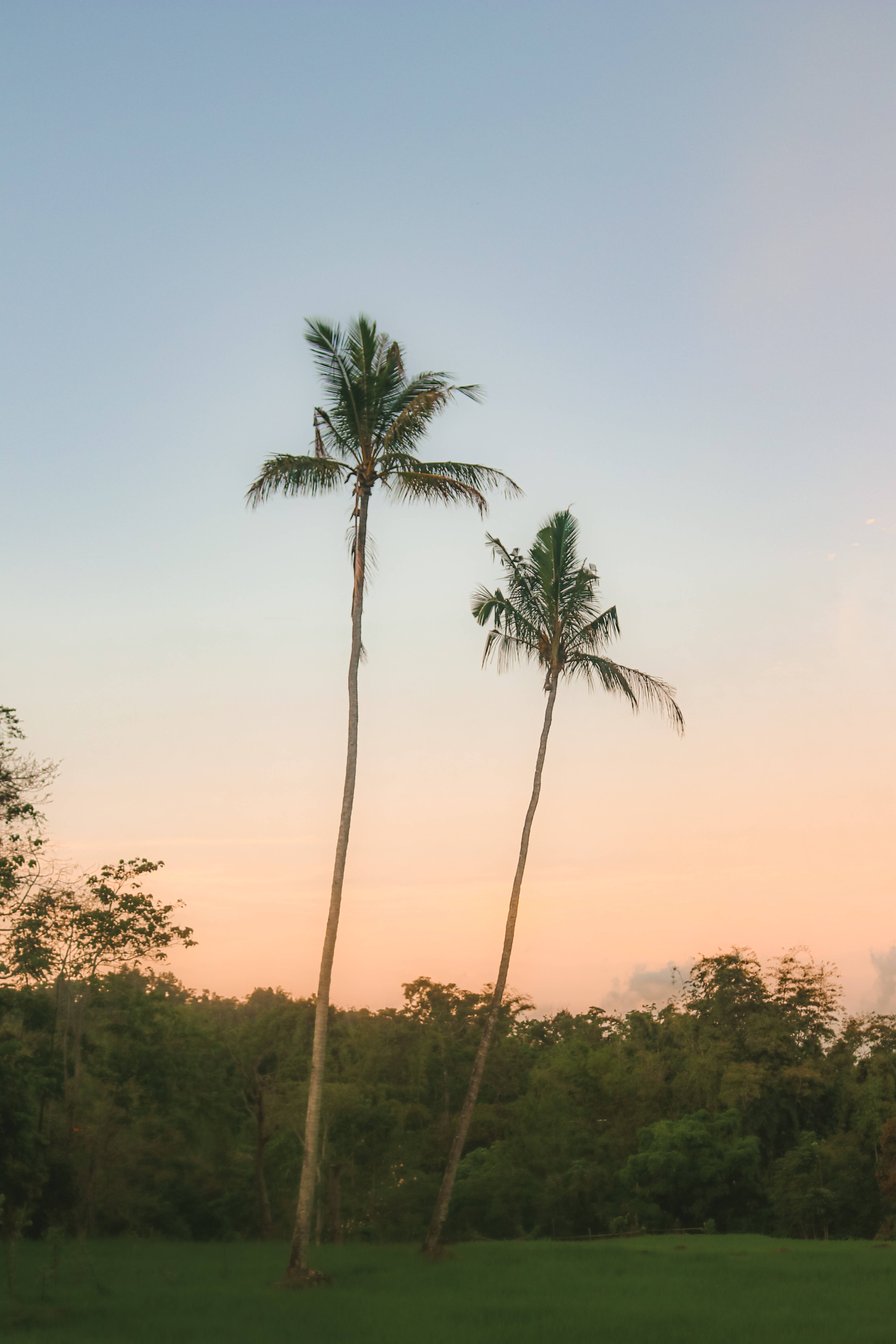 pemandangan palm tree, twilight sky, soft pink and blue, 5K Phone Wallpaper