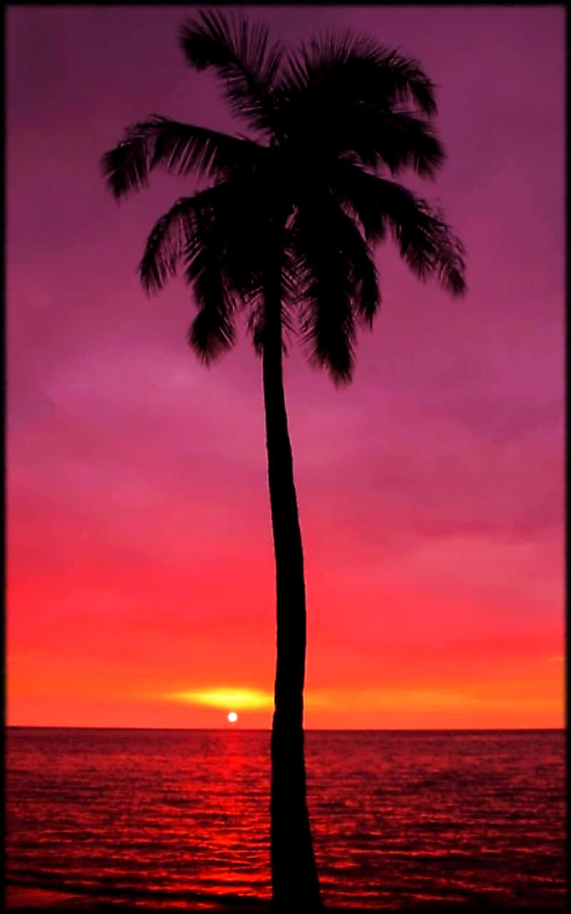 palm tree, red and purple sunset, calm ocean waters, HD Phone Wallpaper