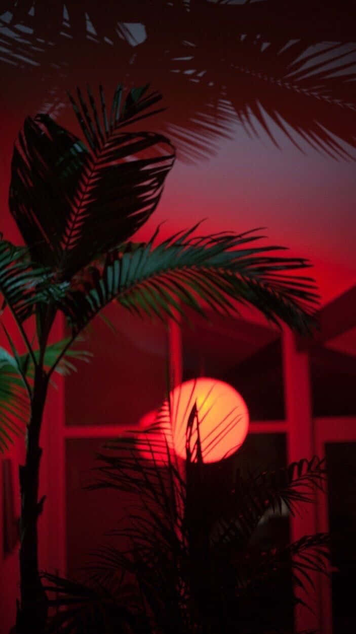 palm tree, glowing orange sun, deep red twilight sky, SD Phone Wallpaper