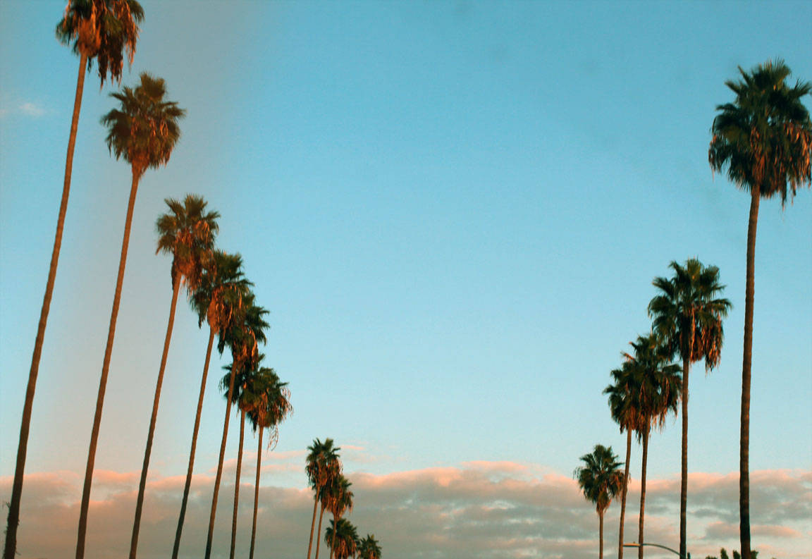 California Native Palm Trees, clear blue sky, soft pink clouds, SD Desktop Wallpaper