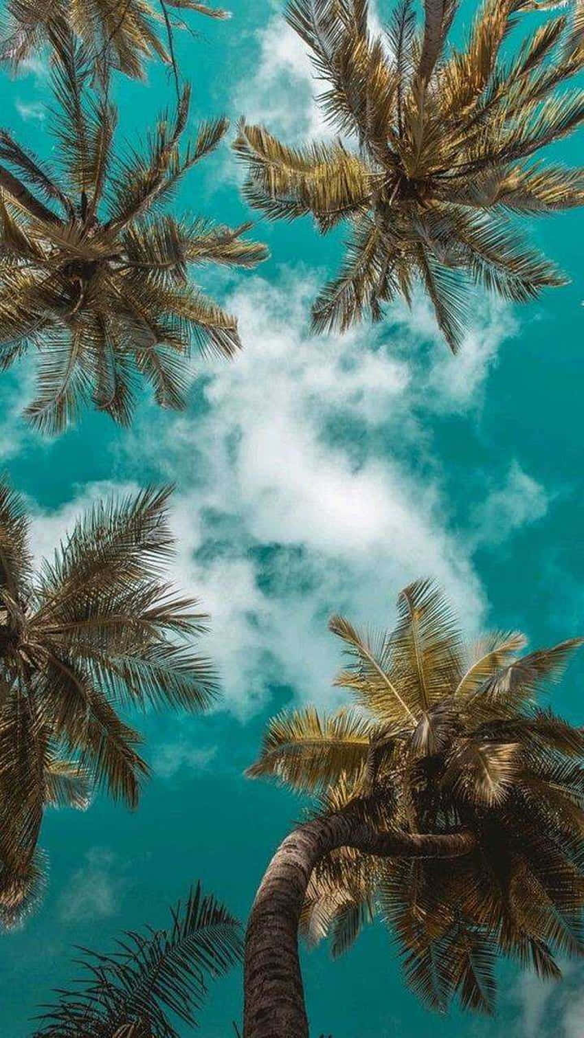 cute palm tree, lush palm fronds, vibrant turquoise sky, HD Phone Wallpaper