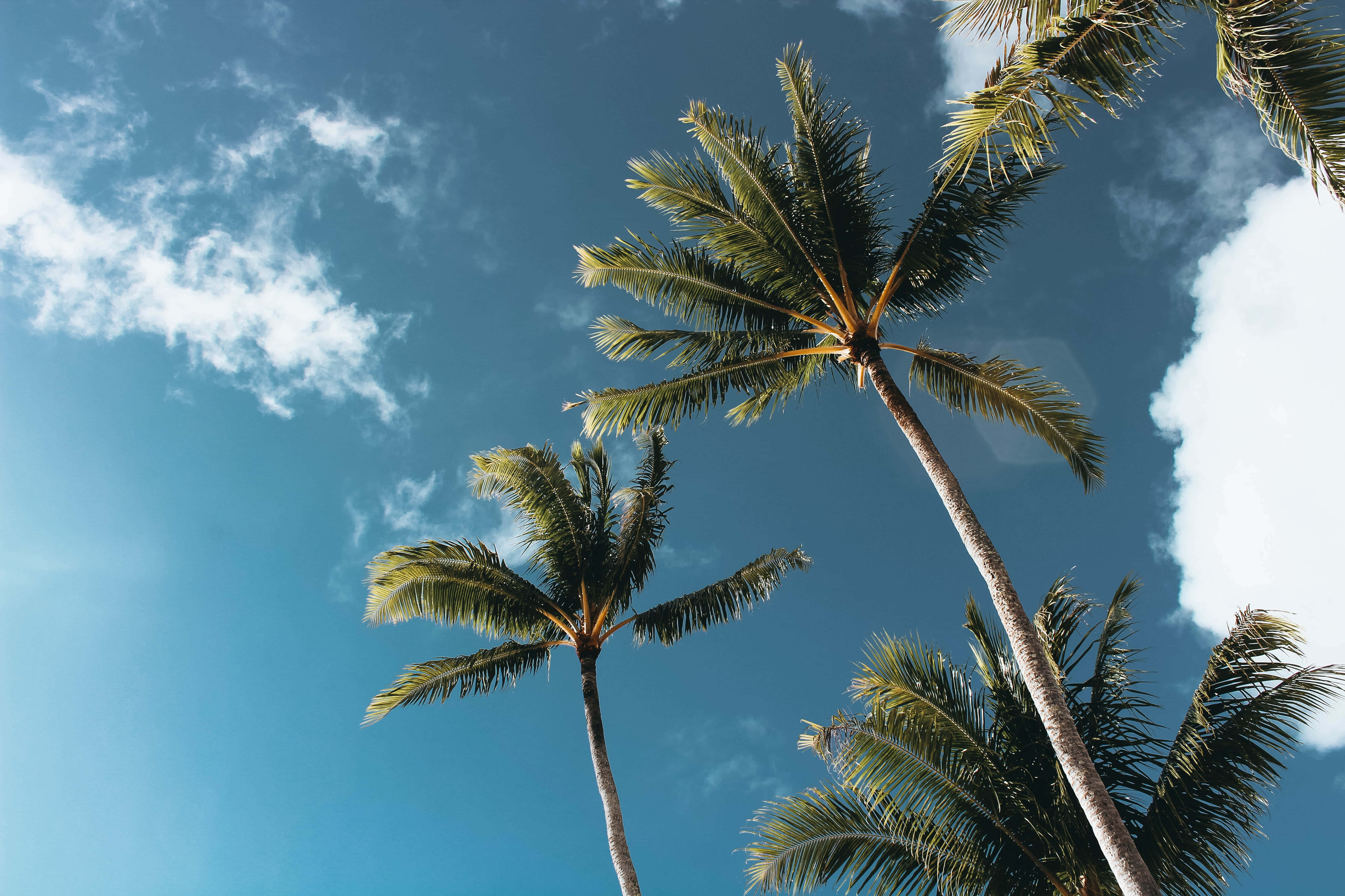 palm tree, vibrant blue sky, fluffy white clouds, 5K Desktop Wallpaper