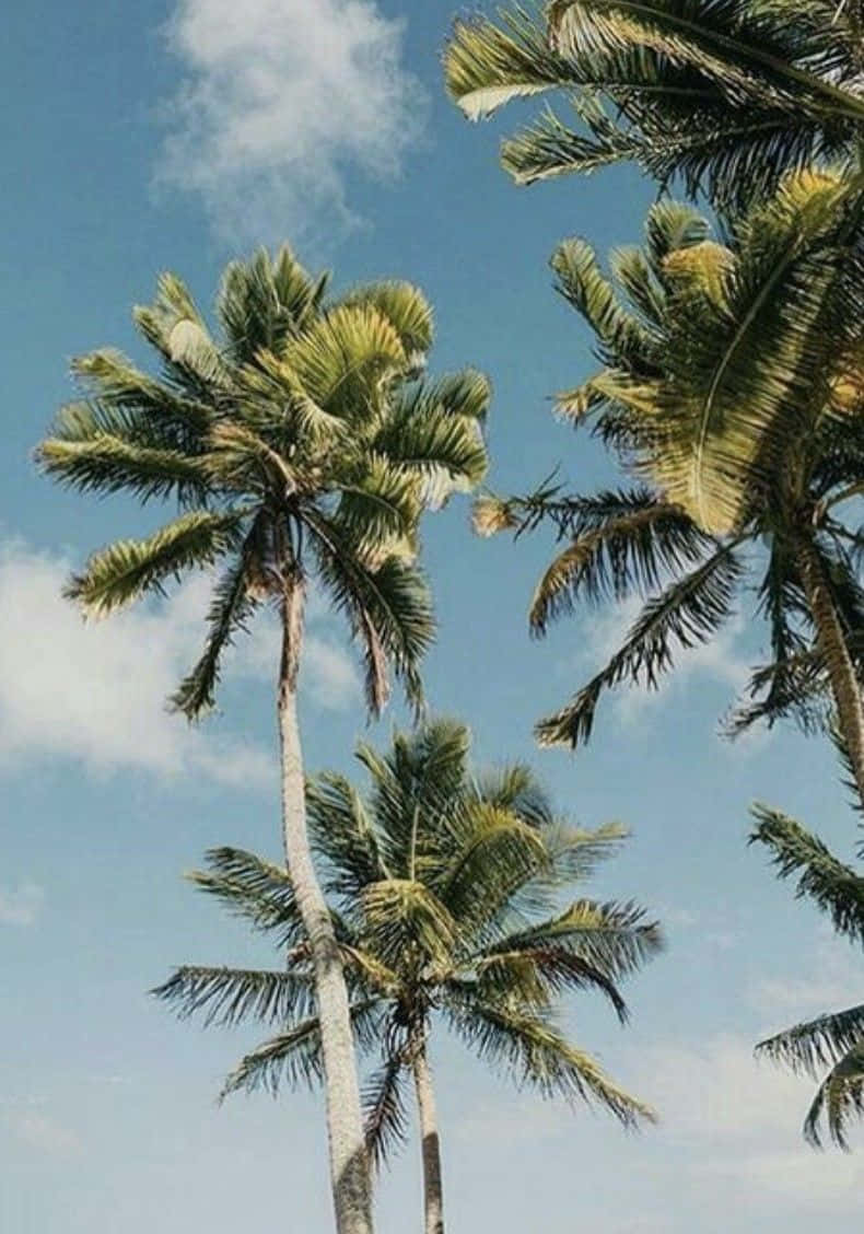 palm tree, bright blue sky, fluffy white clouds, SD Phone Wallpaper