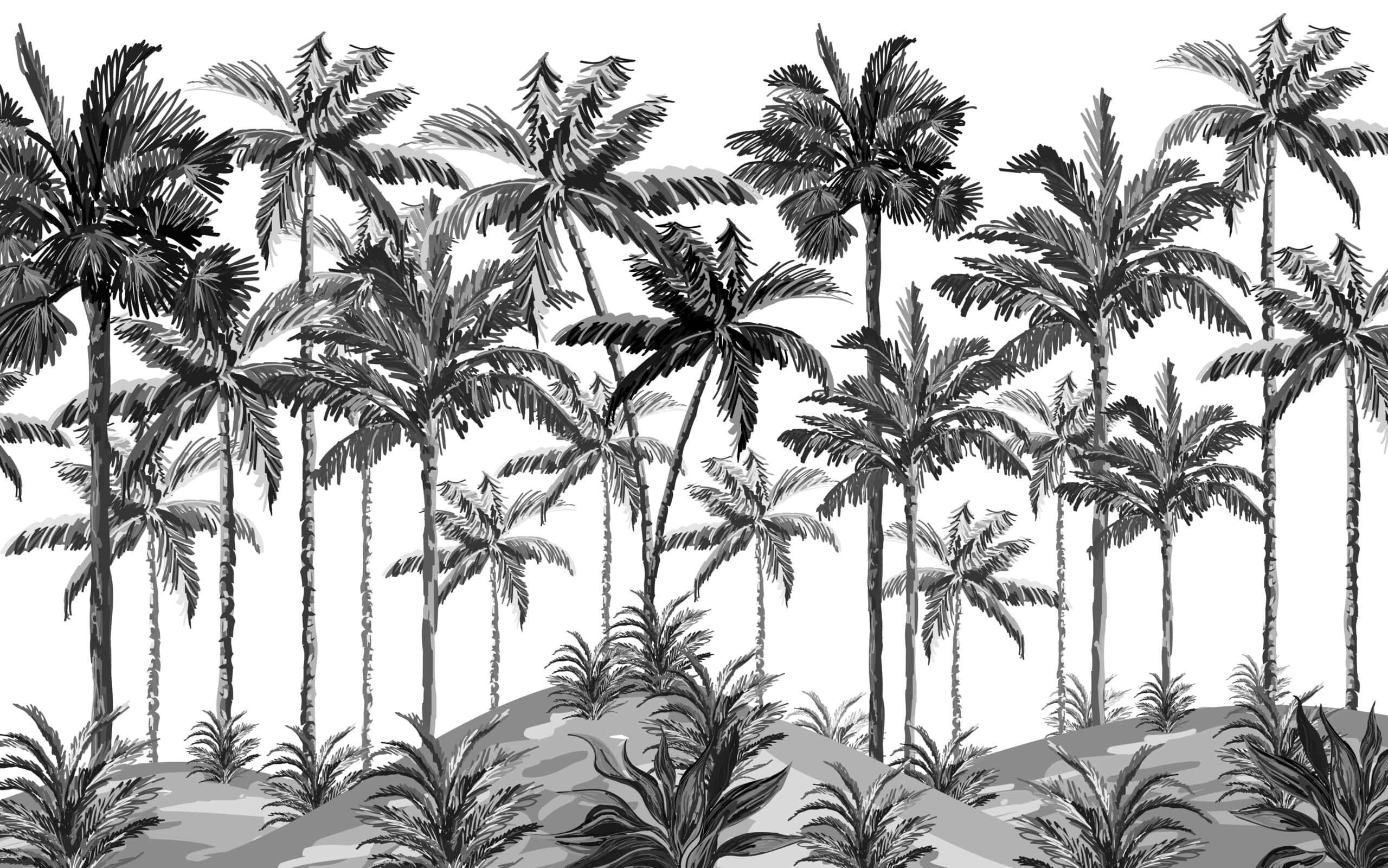 black and white palm tree, monochrome illustration, tall palm trees, 2K Desktop Wallpaper