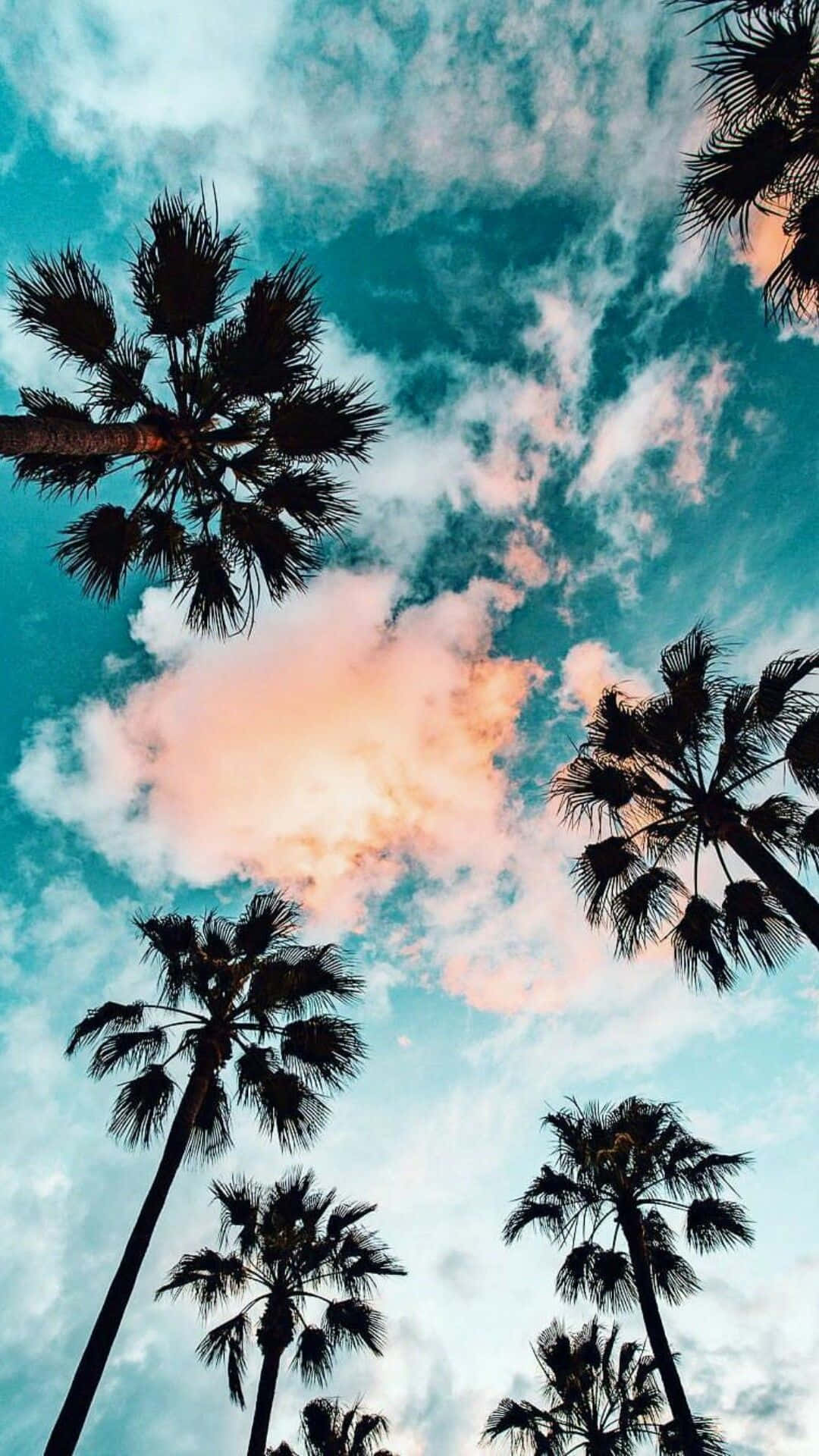 palm tree, teal clouds, pink sunset hues, Full HD Phone Wallpaper