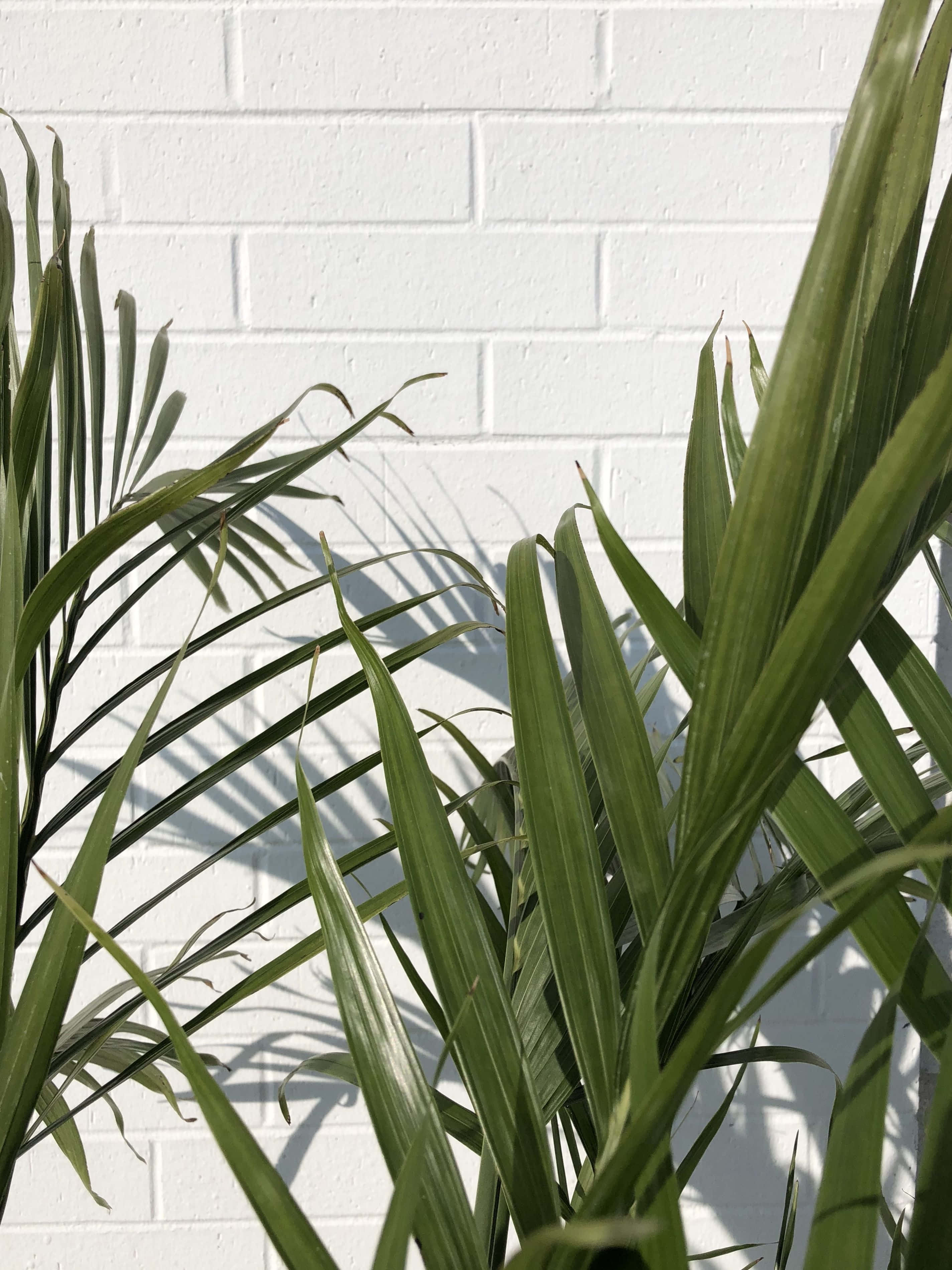 palm tree, white brick wall, lush green palm fronds, 2K Phone Wallpaper