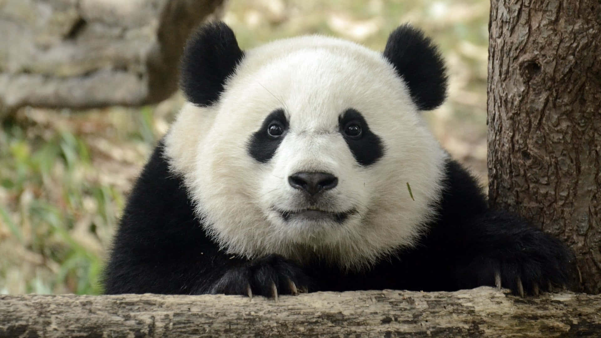 panda, laptop, giant panda, Full HD Desktop Wallpaper