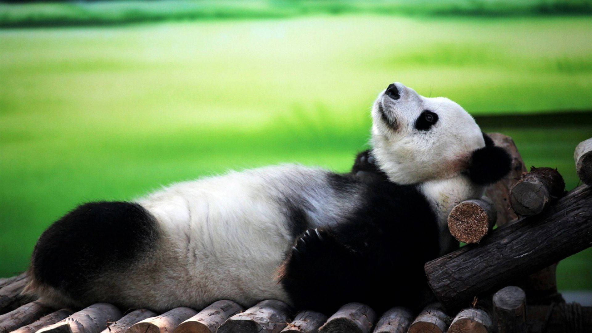 cute panda, giant panda, wooden log structure, Full HD Desktop Wallpaper