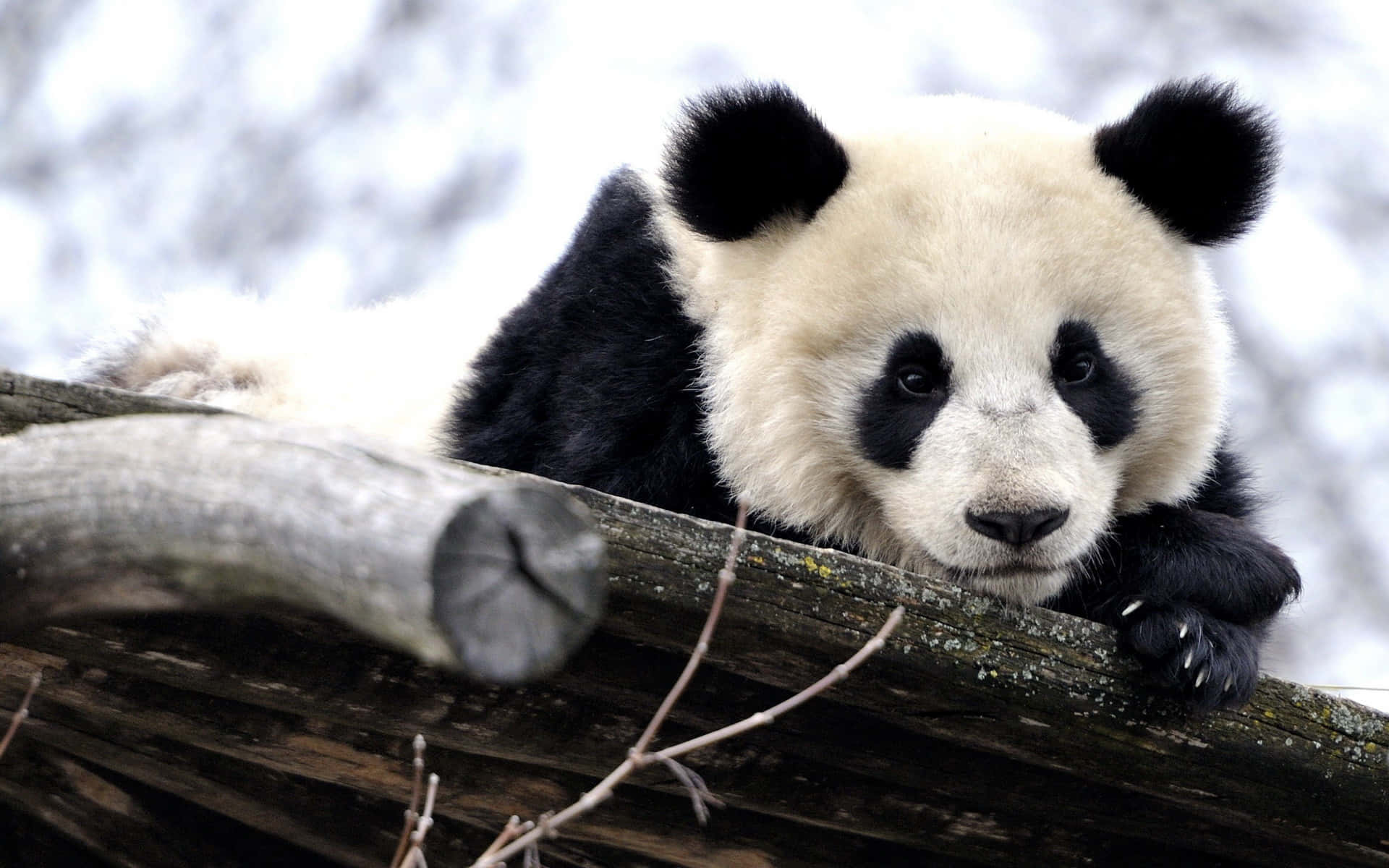 panda, wooden log, snowy background, Full HD Desktop Wallpaper