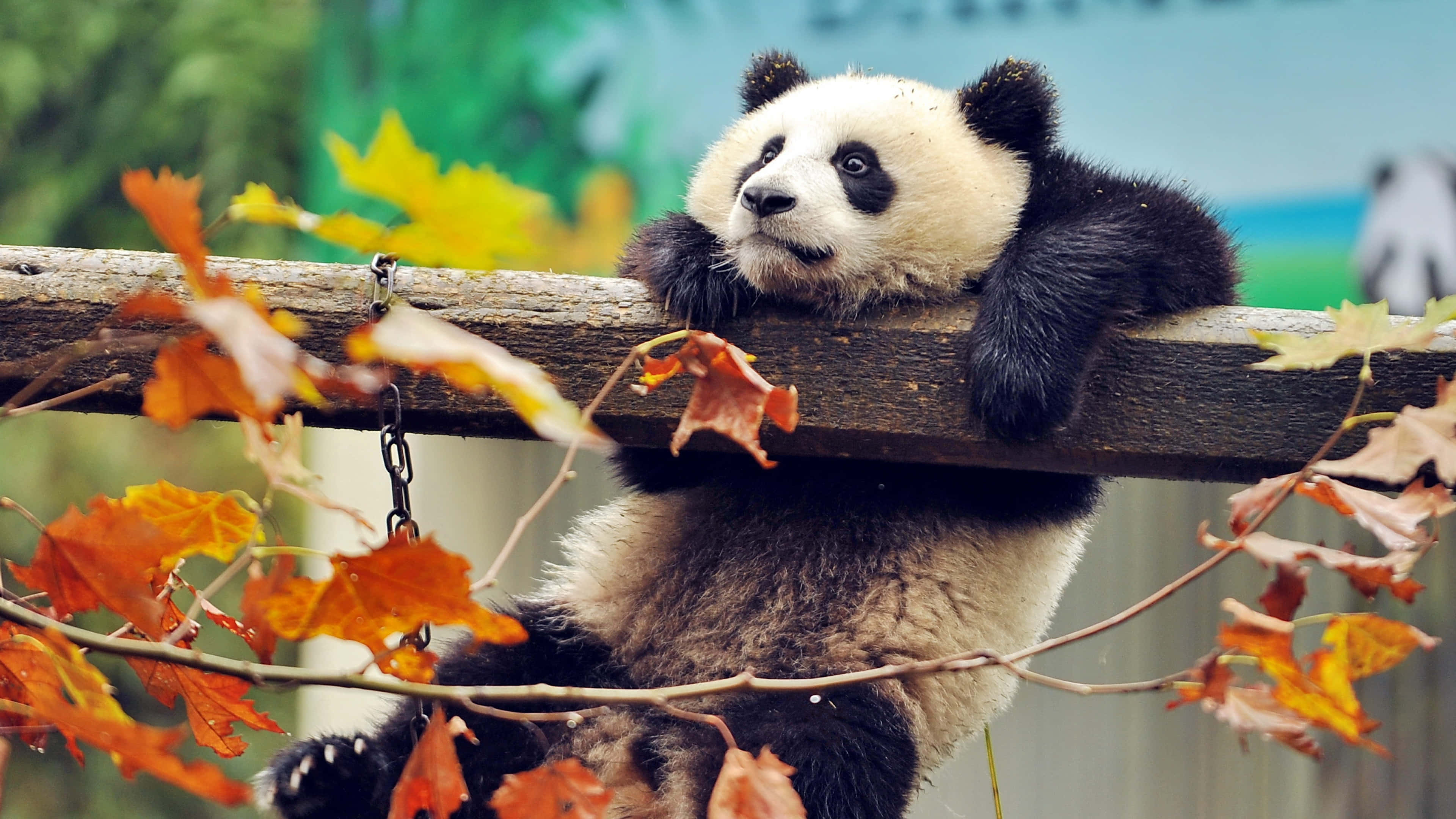 panda laptop, giant panda, wooden beam, 4K Desktop Wallpaper