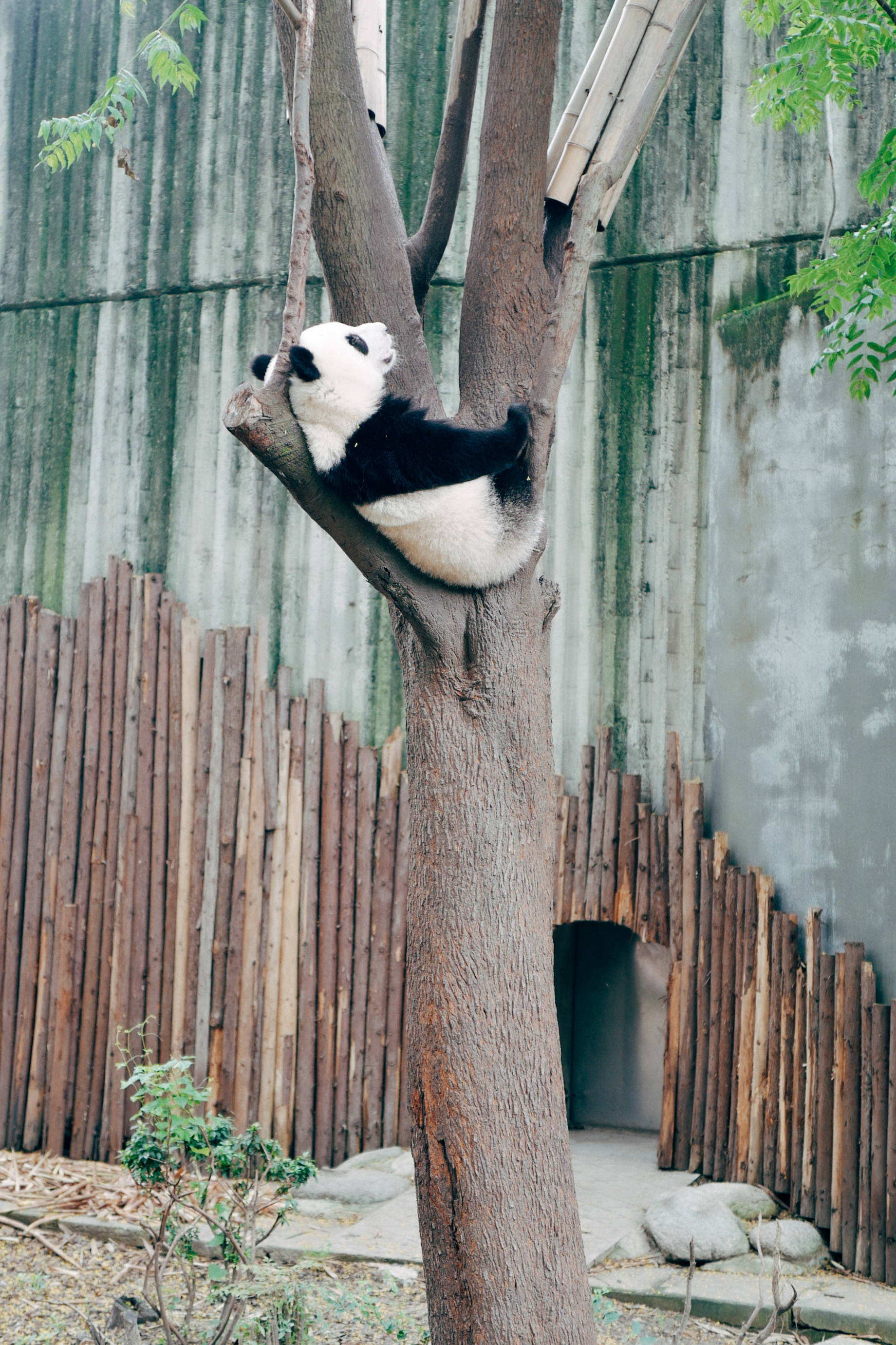giant panda, tree trunk, bamboo-fenced enclosure, 2K Phone Wallpaper