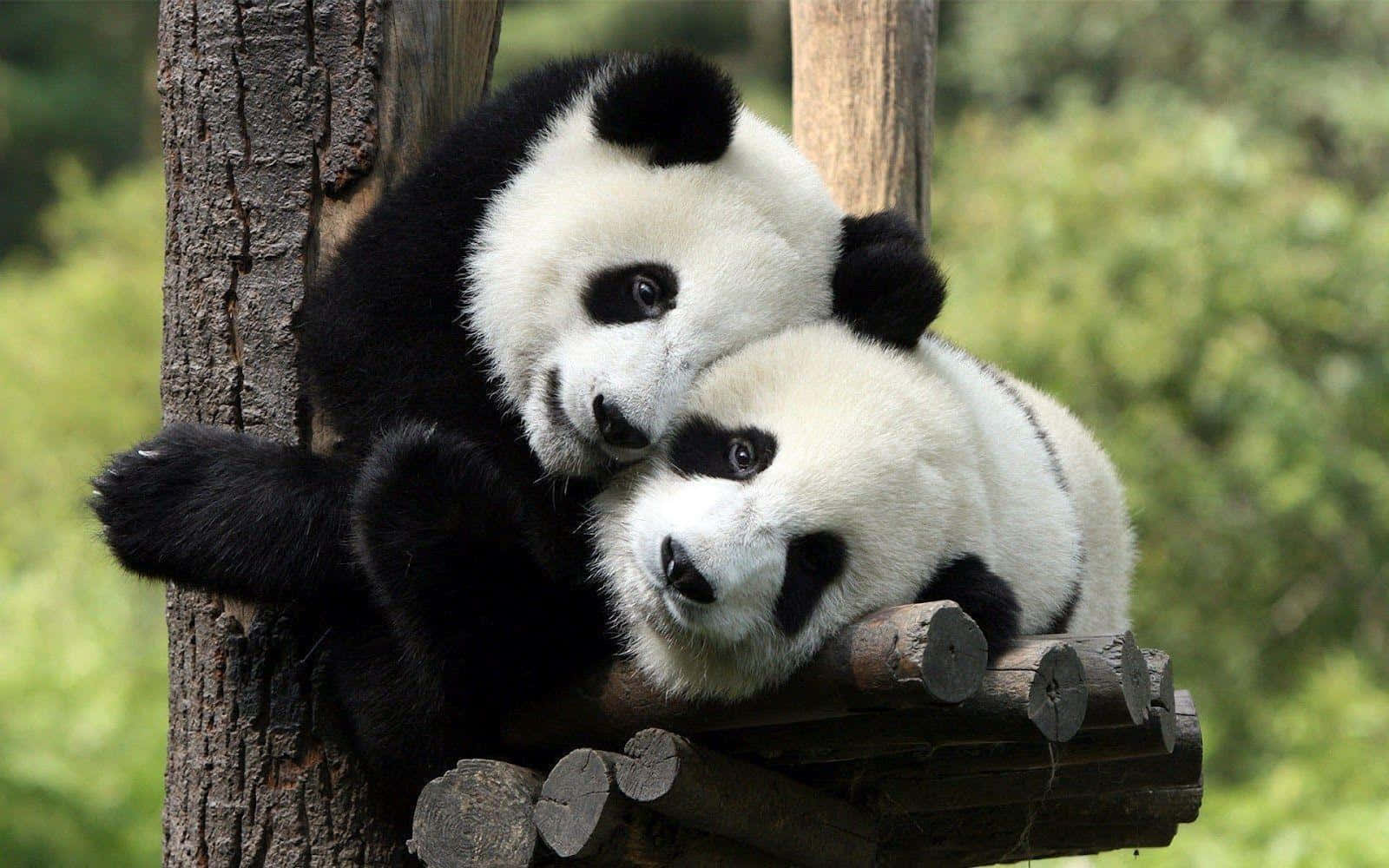 panda laptop, giant pandas, wooden platform, HD Desktop Wallpaper