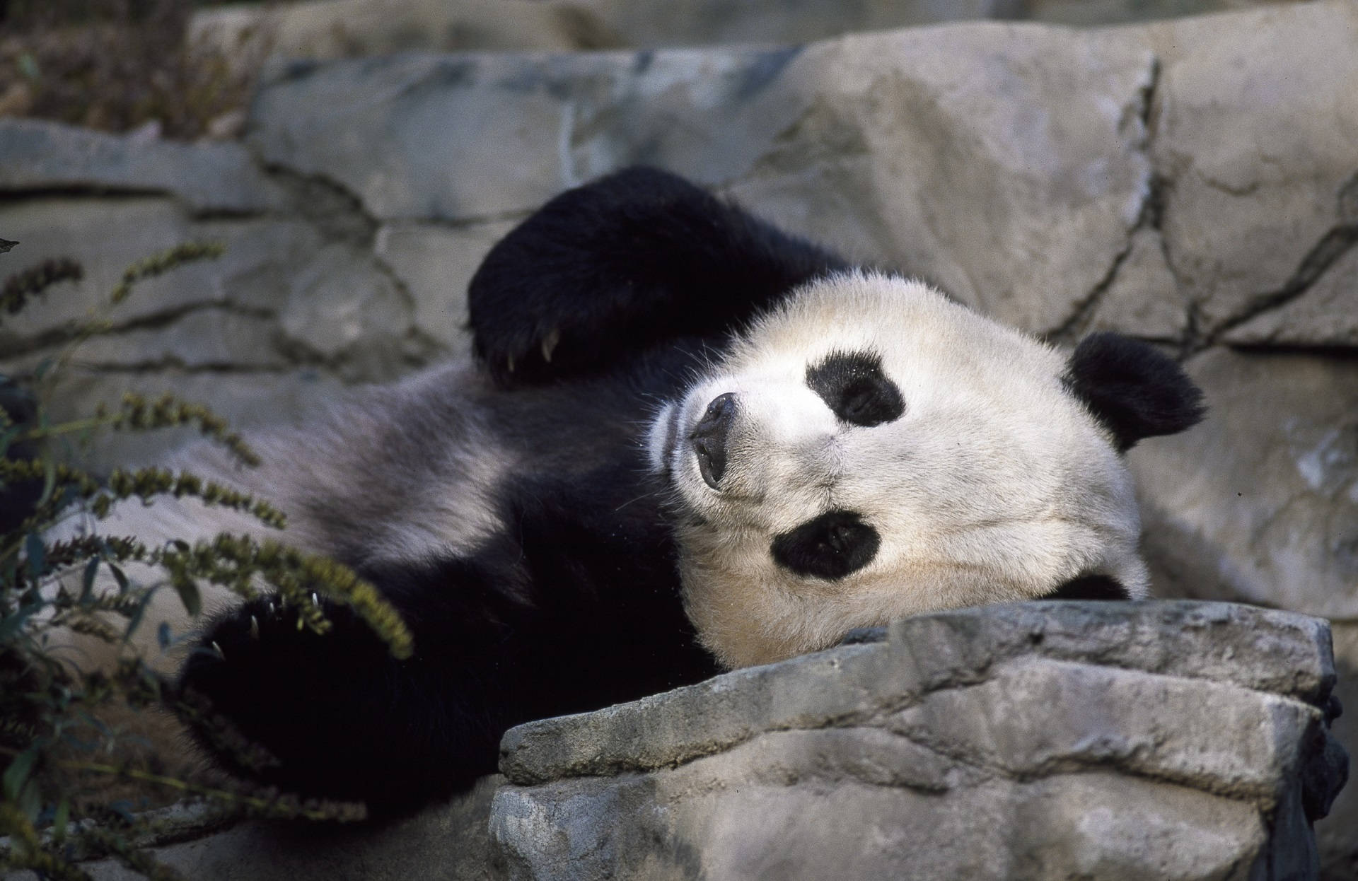 cute panda, gray rocks, green foliage, Full HD Desktop Wallpaper