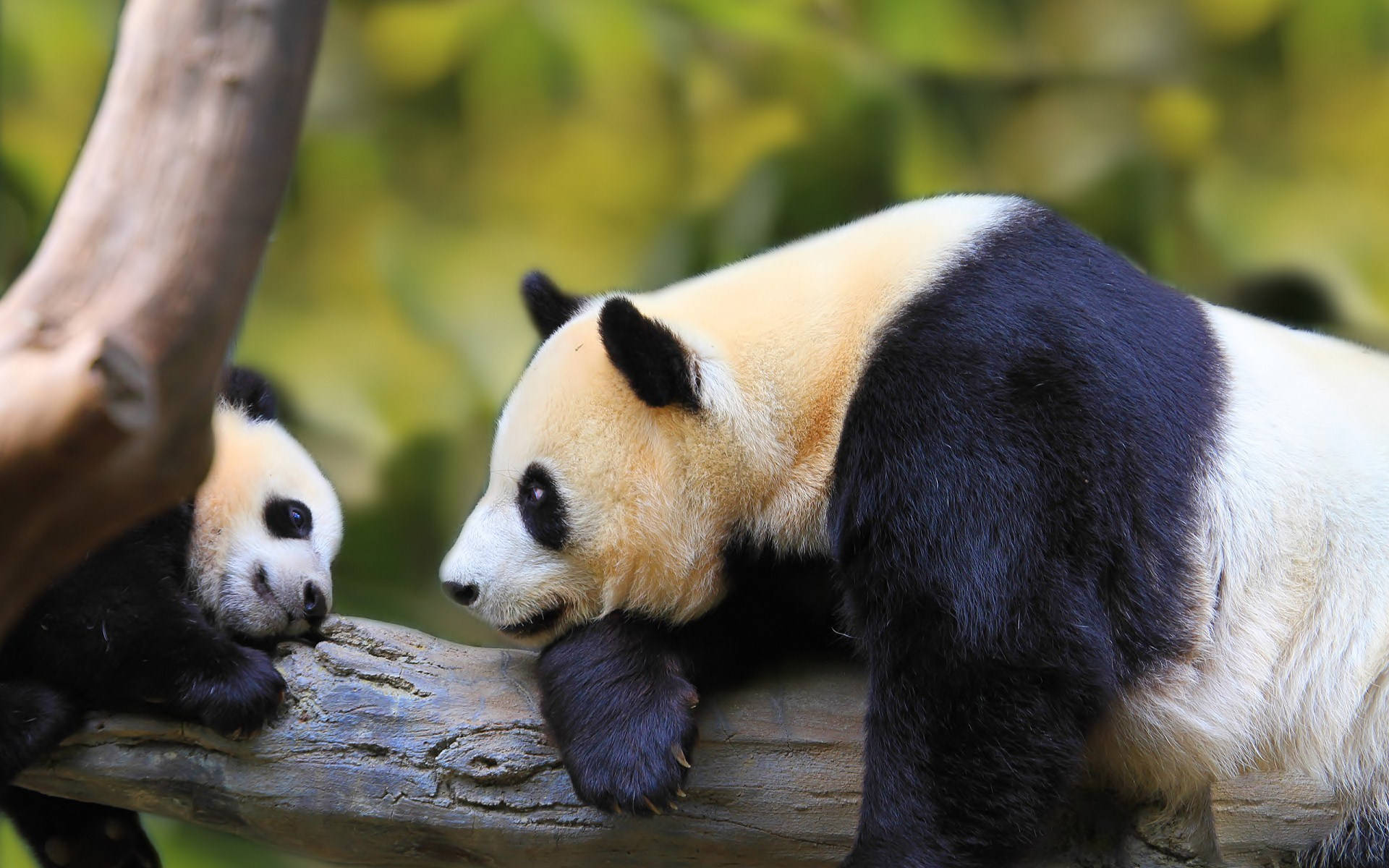 giant panda, cub, tree branch, Full HD Desktop Wallpaper