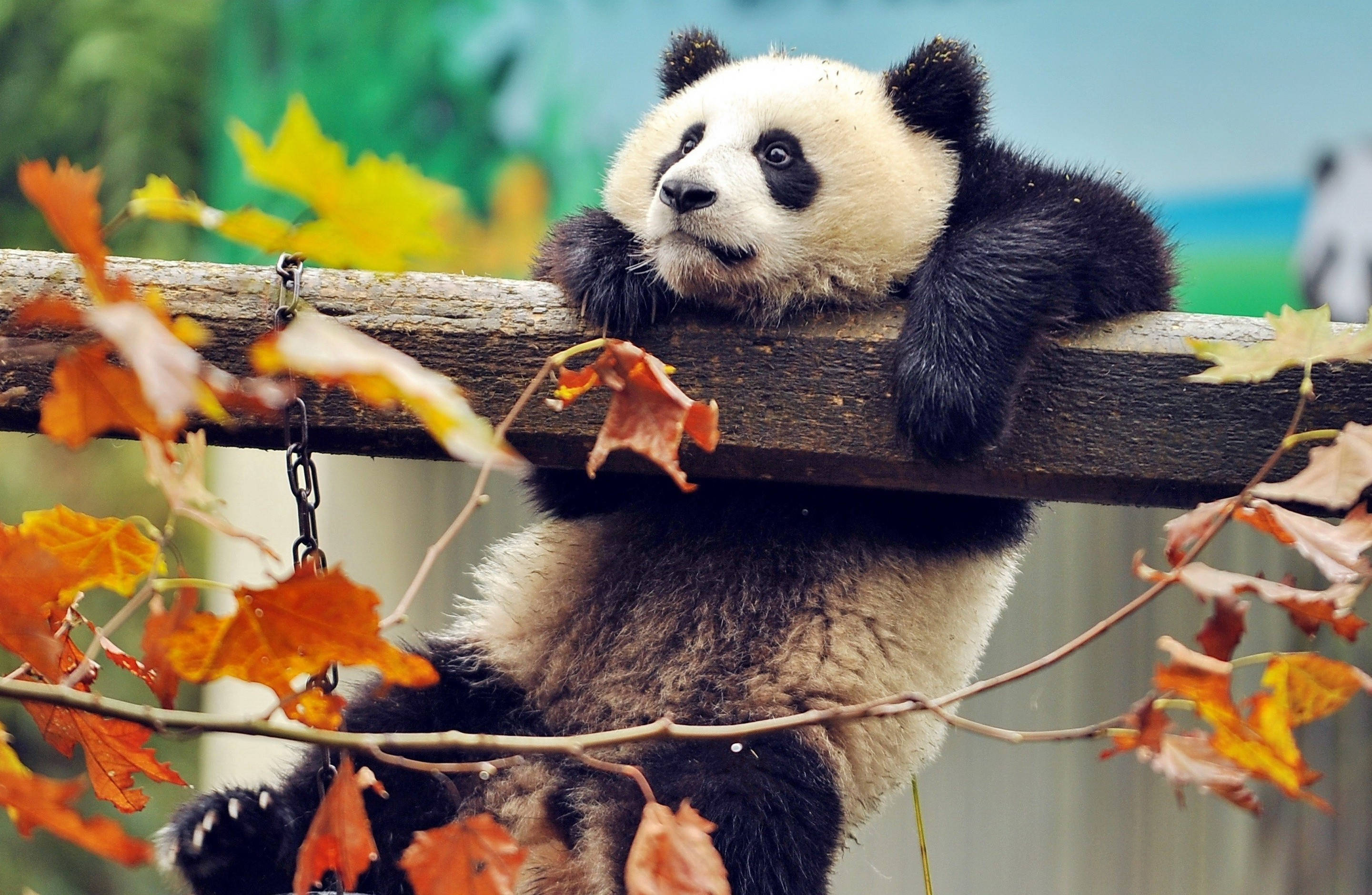 giant panda, wooden beam, vibrant orange autumn leaves, 2K Desktop Wallpaper