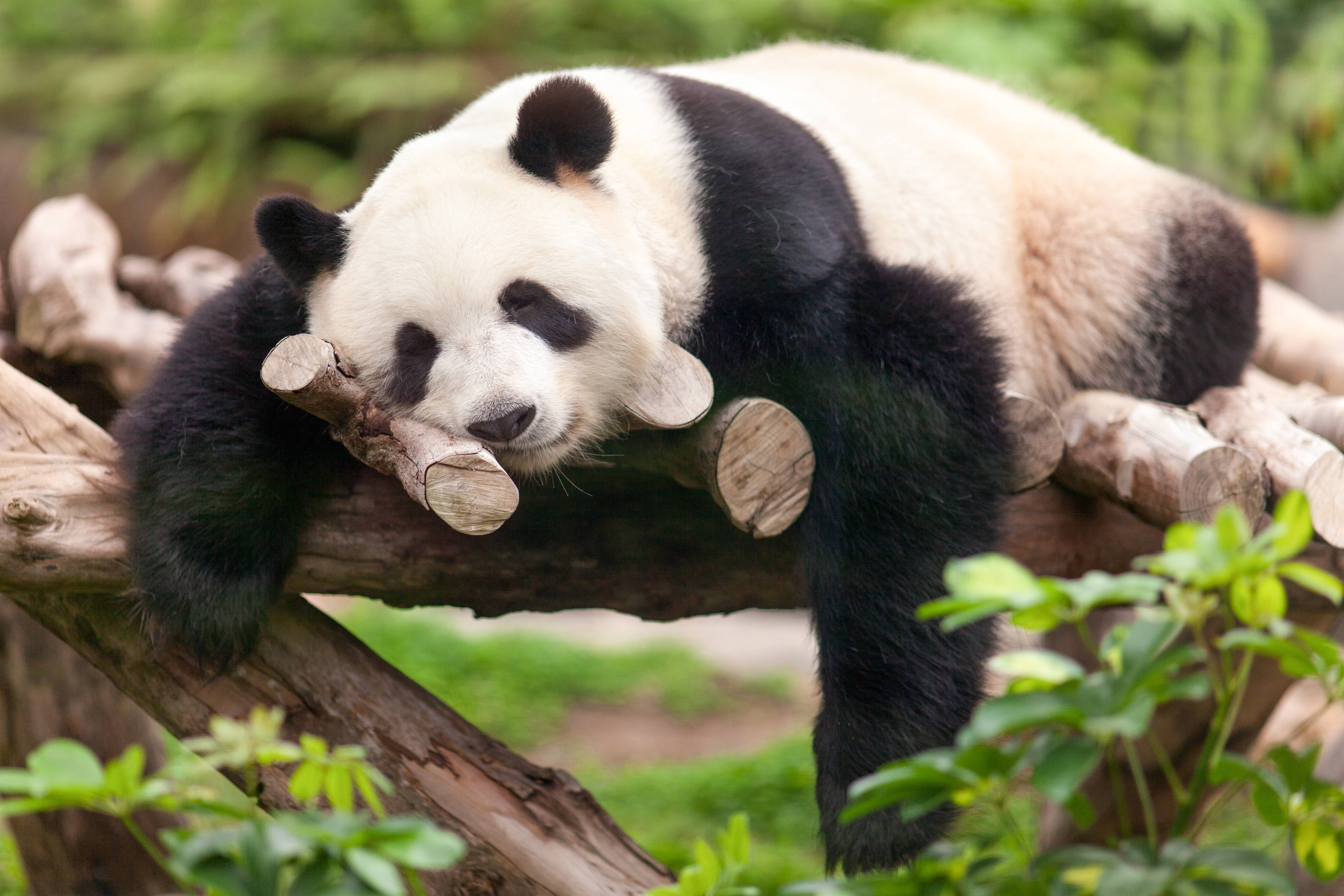 Cute Panda, giant panda, wooden branch, 5K Desktop Wallpaper