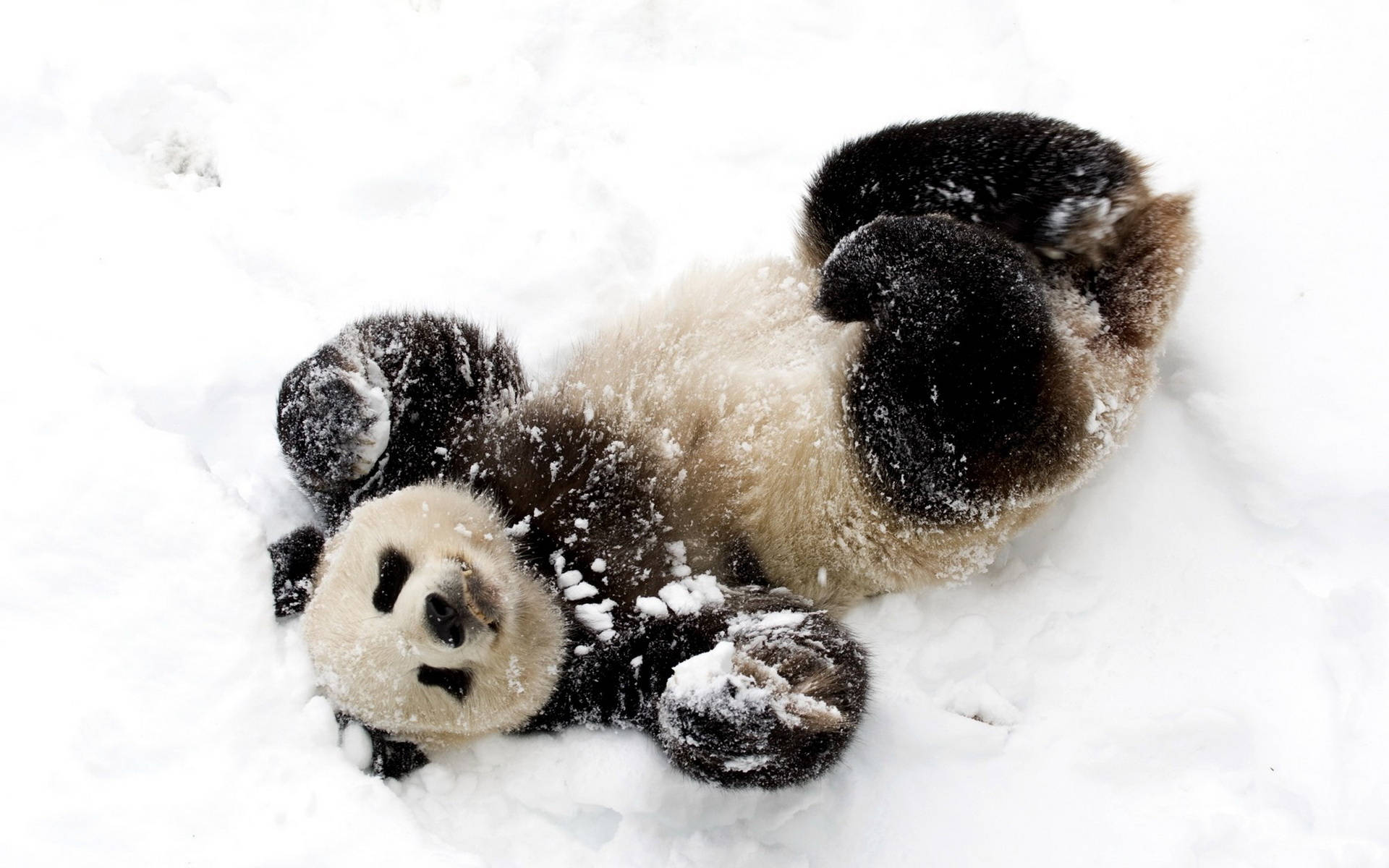 cute panda, giant panda cub, rolling on its back, Full HD Desktop Wallpaper