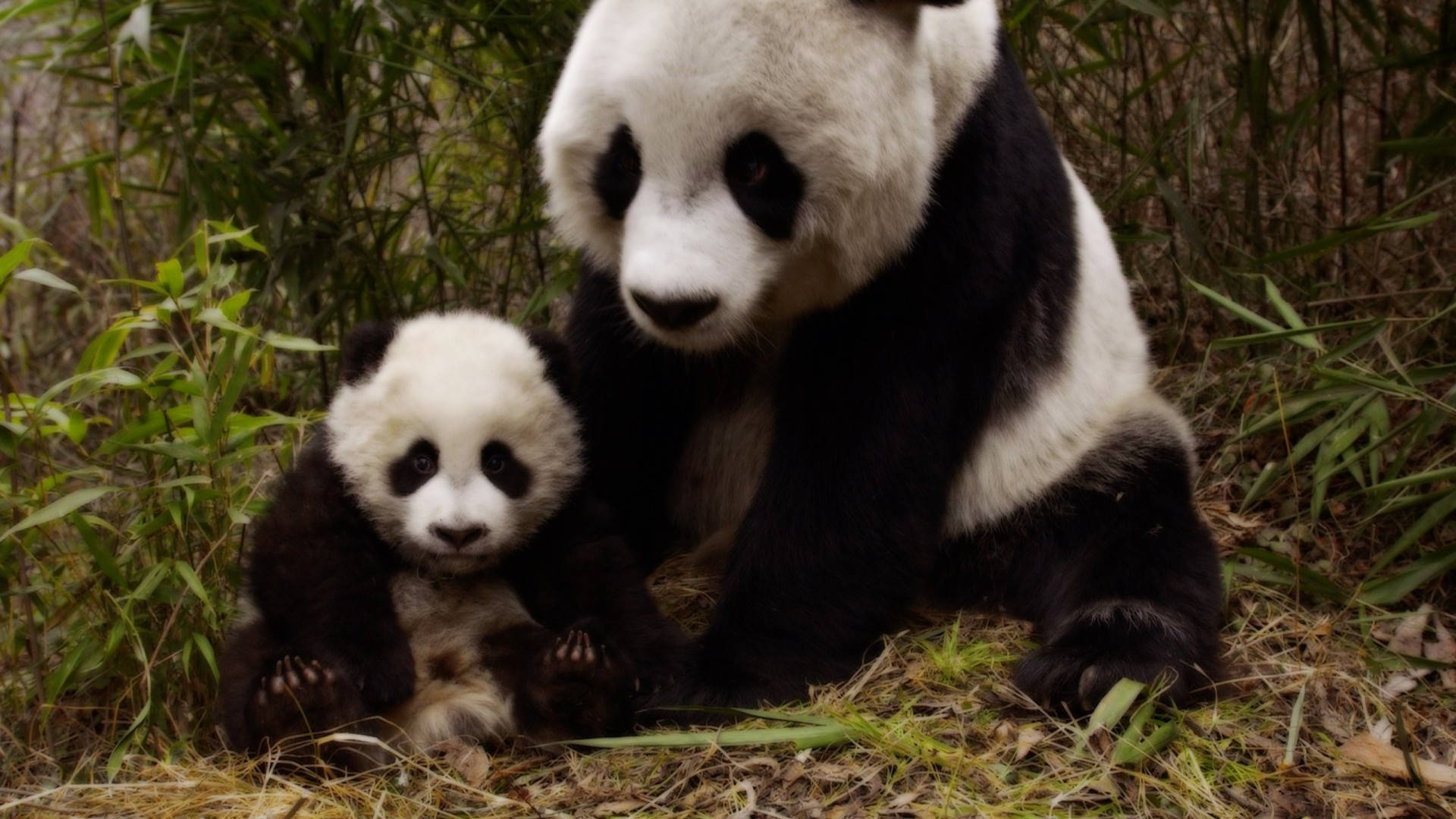 cute panda mother and cub, bamboo forest, green foliage, Full HD Desktop Wallpaper