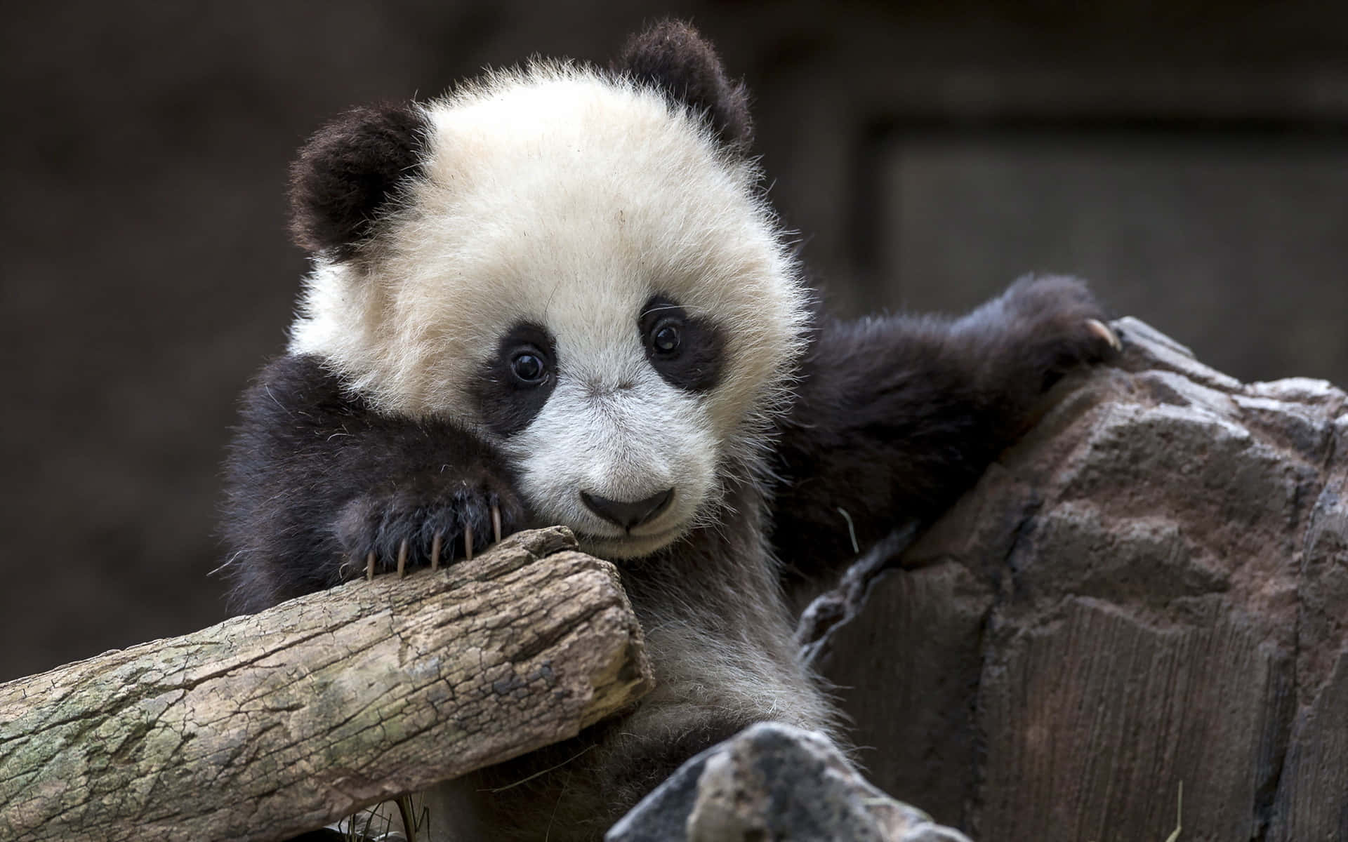 panda laptop, fluffy baby panda, black ears, Full HD Desktop Wallpaper