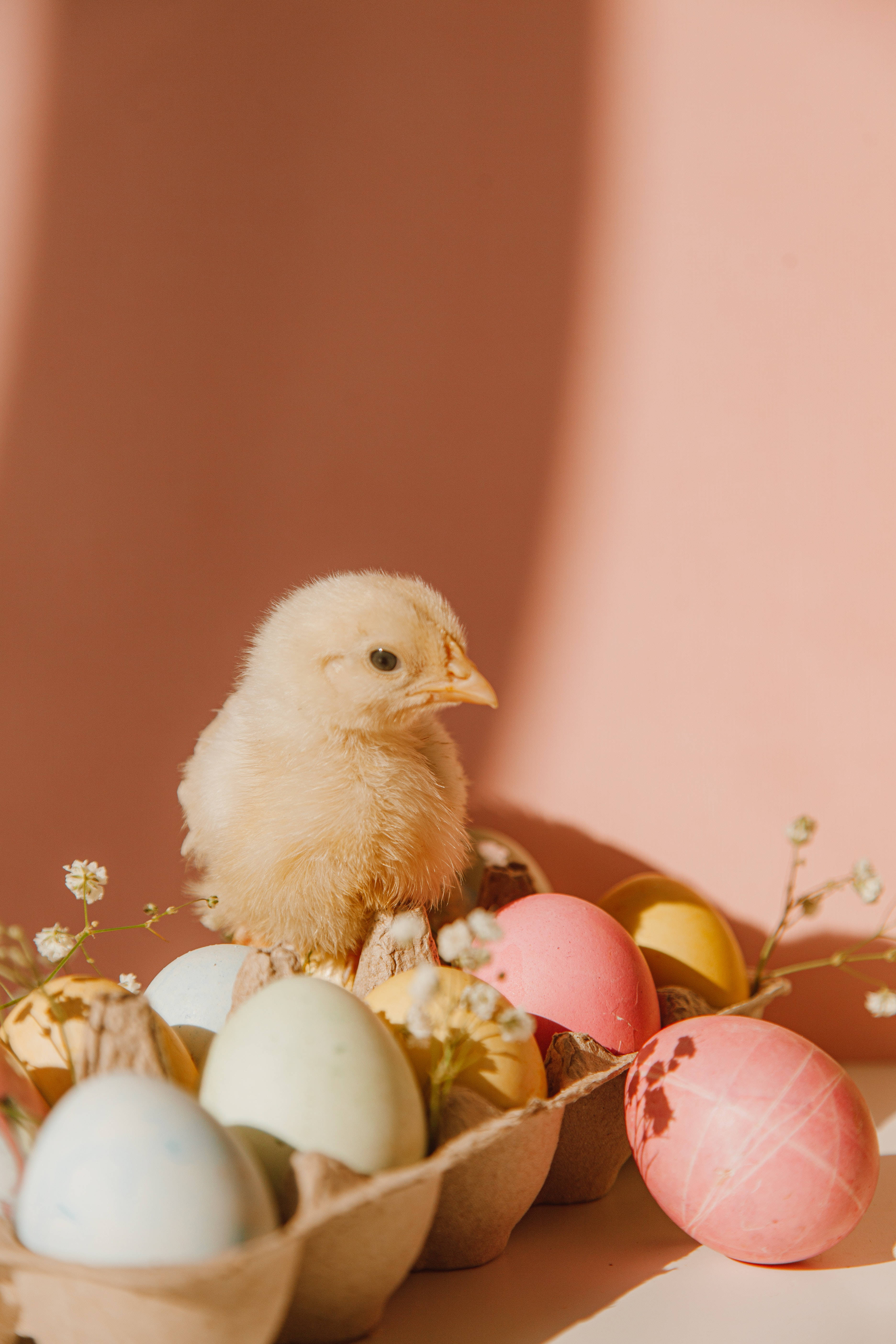 fluffy yellow chick, pastel Easter eggs, cardboard tray, 5K Phone Wallpaper