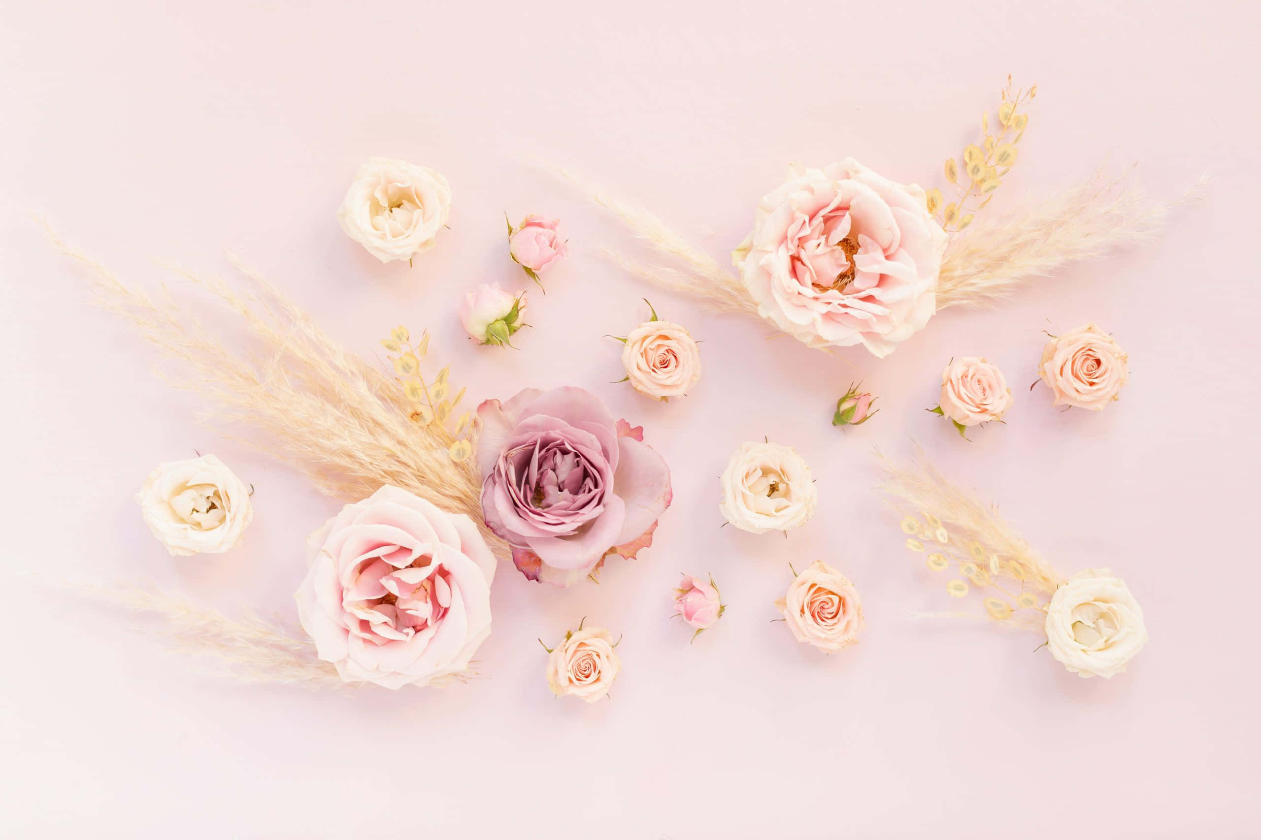 pastel pink roses, wheat grass, delicate flat lay, 2K Desktop Wallpaper