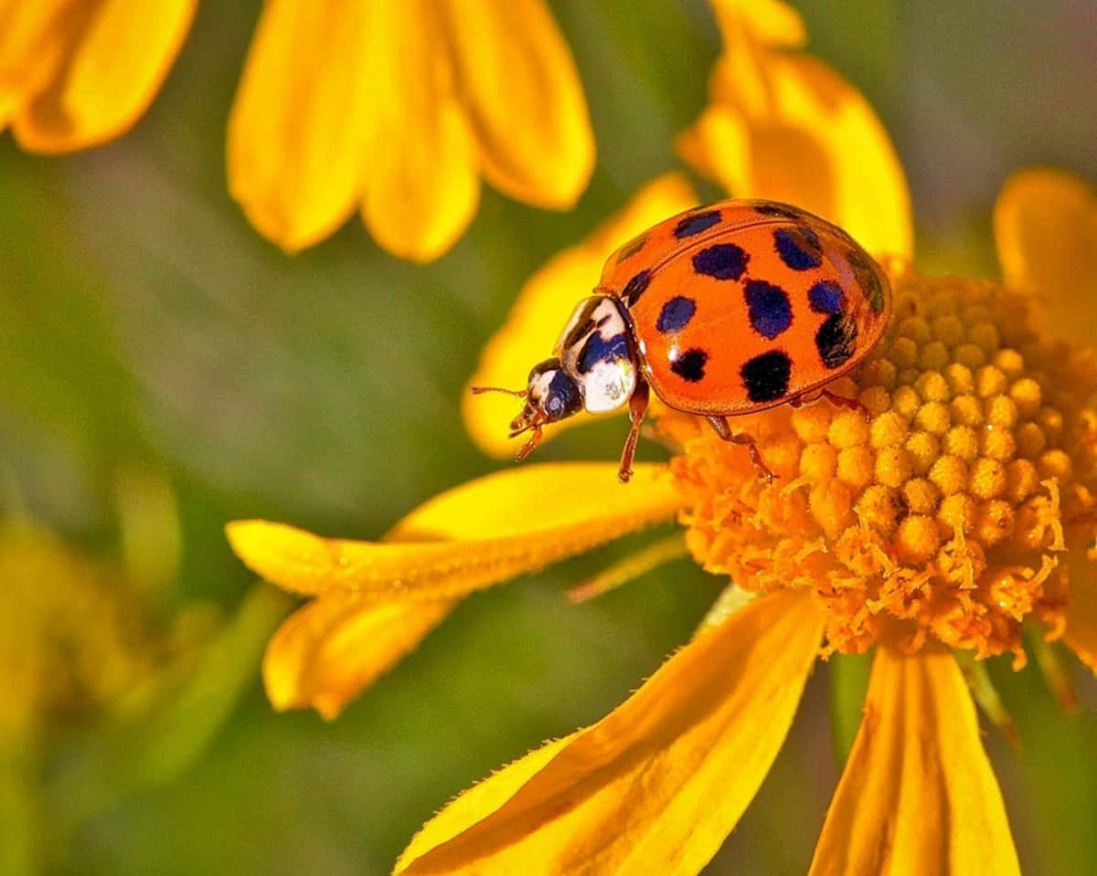 spring ladybugs, orange ladybug, black spots, SD Desktop Wallpaper