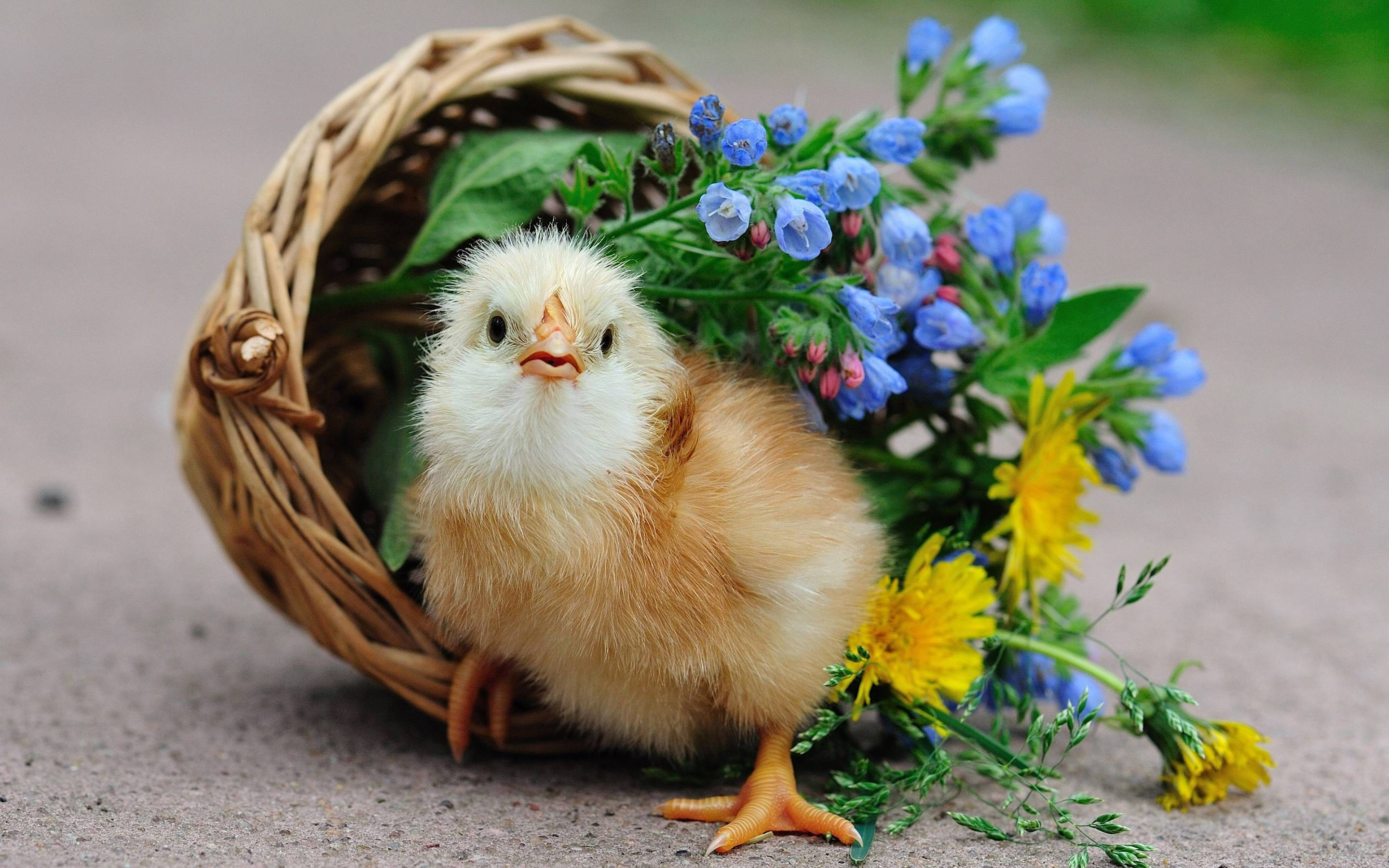 pet chick, wicker basket, blue and yellow wildflowers, 2K Desktop Wallpaper