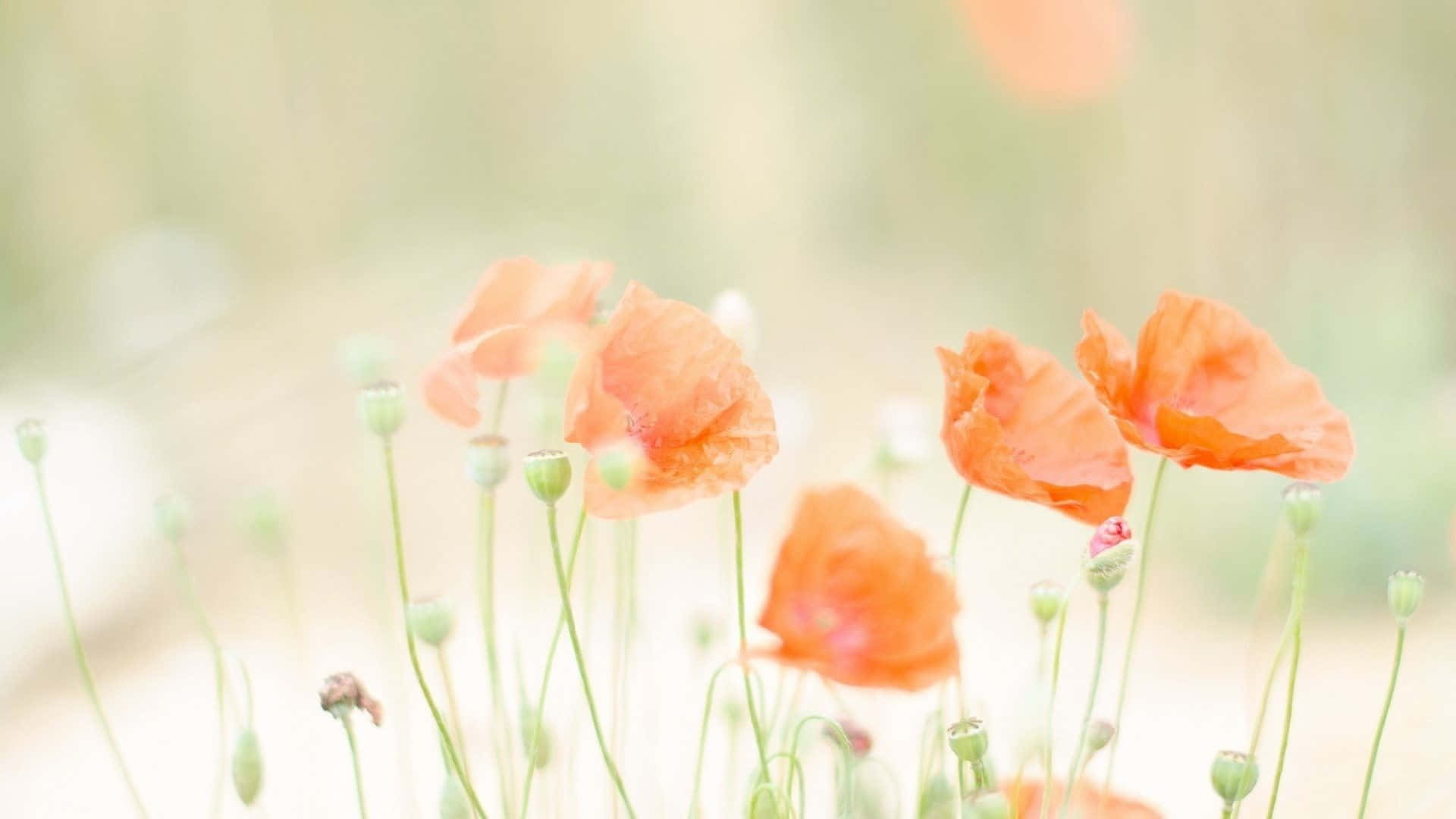 soft pastel spring flowers, orange poppies, green stems, Full HD Desktop Wallpaper