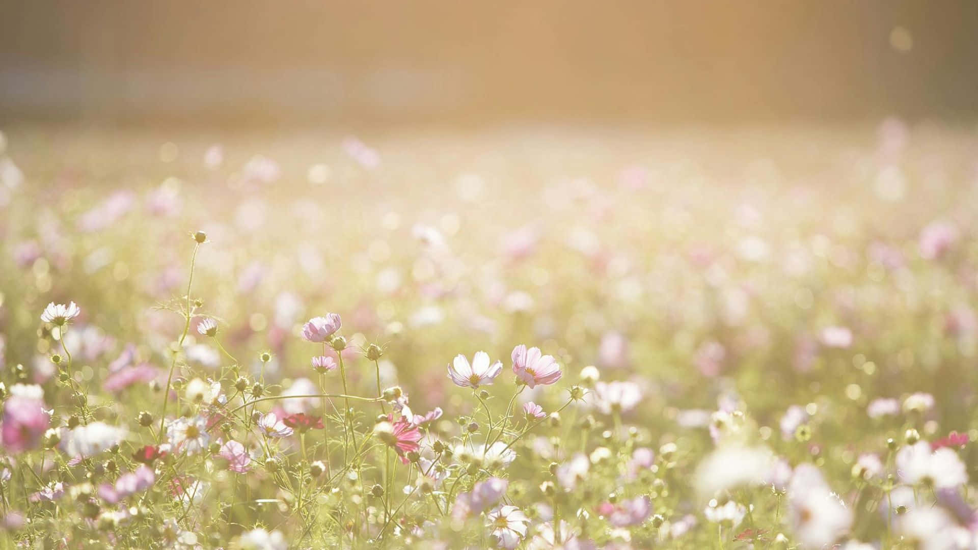 pastel spring flower field, pink and white cosmos flowers, soft golden warmth, Full HD Desktop Wallpaper