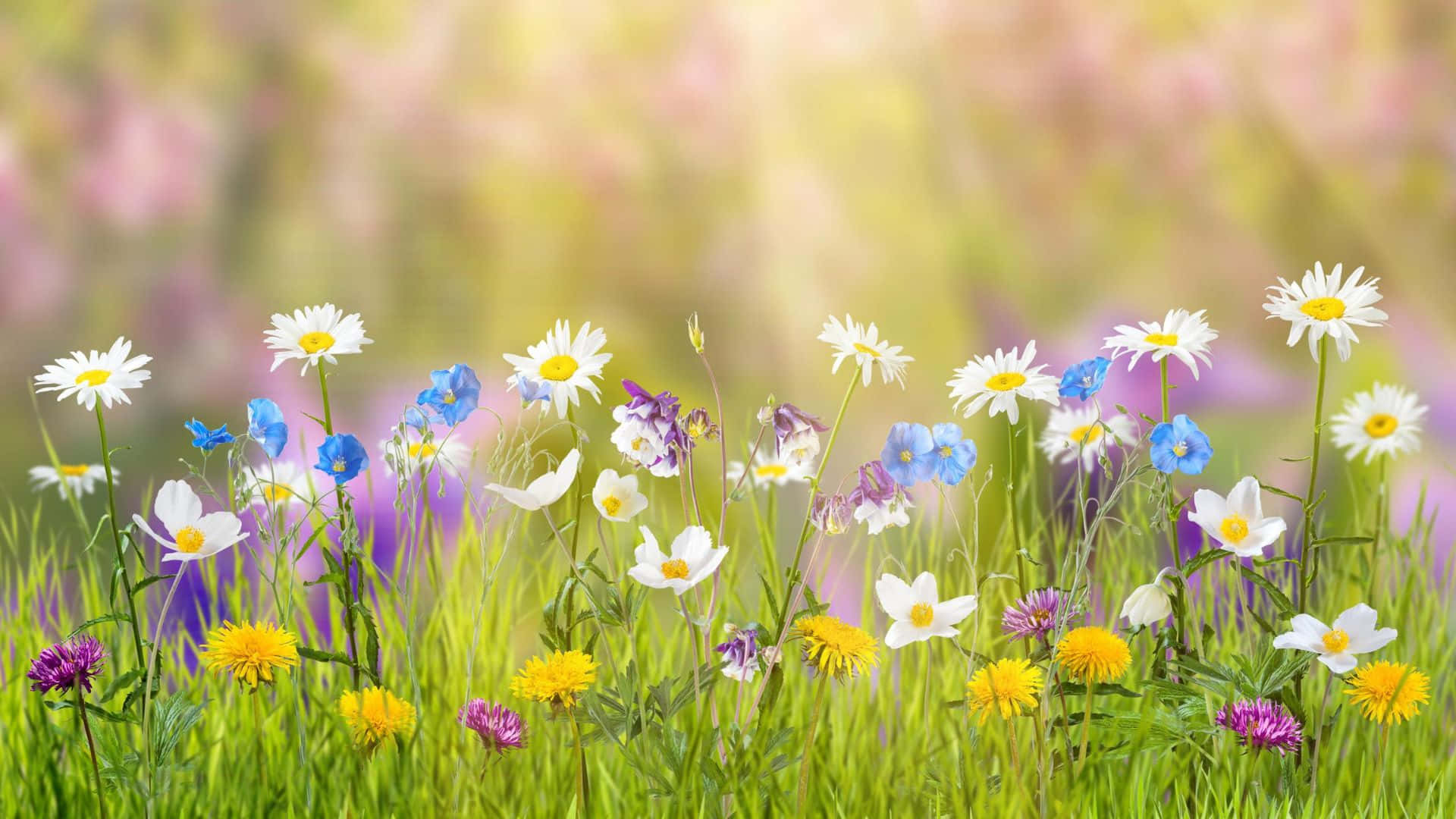 cute pastel spring flowers, sunlit meadow, white daisies, Full HD Desktop Wallpaper