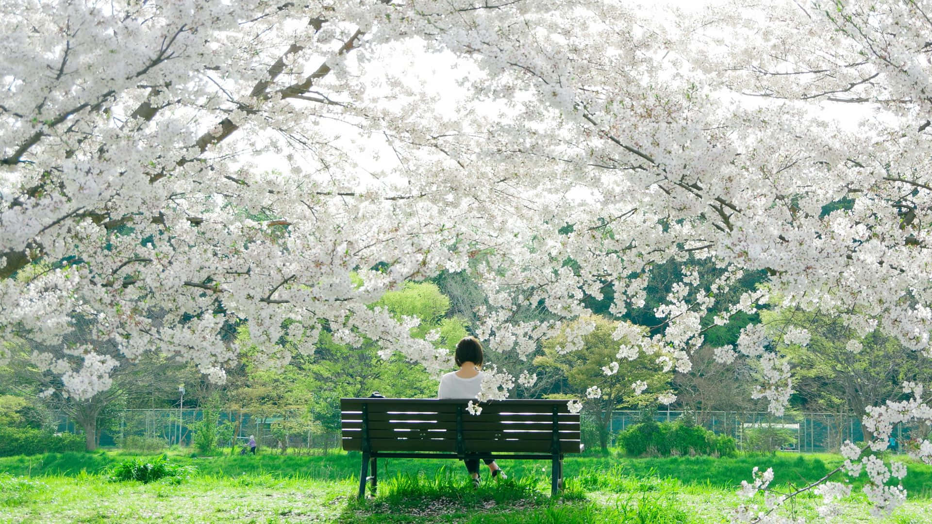 white cherry blossoms, sunlit park, wooden bench, Full HD Desktop Wallpaper