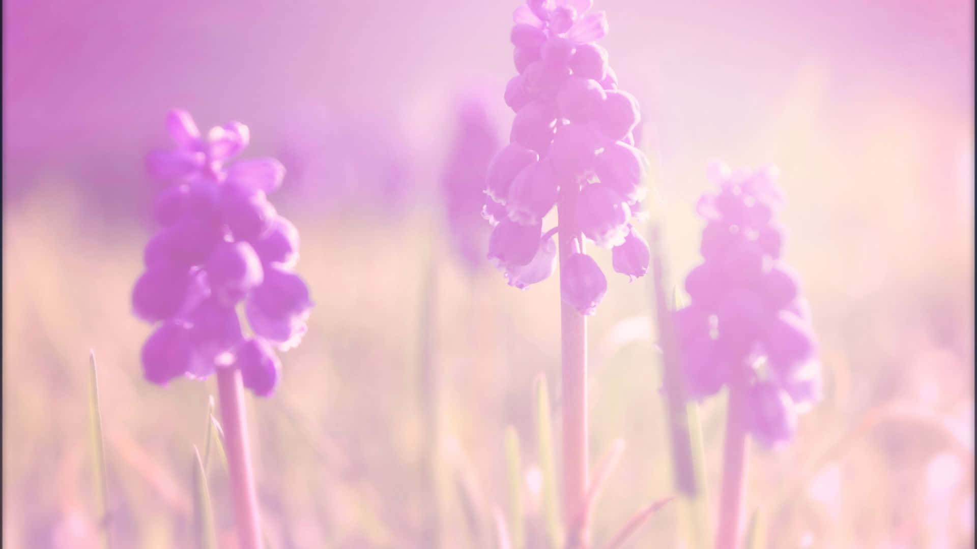 soft pink grape hyacinths, warm sunlight, blurred meadow backdrop, Full HD Desktop Wallpaper