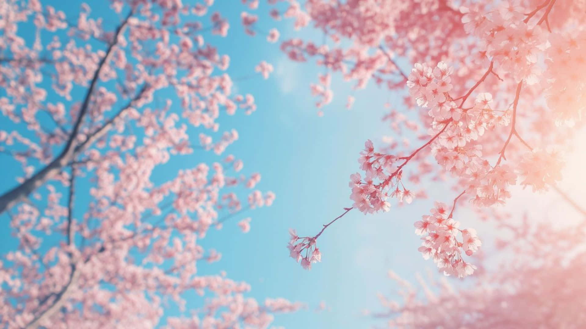 cute pastel spring blossoms, pink cherry blossoms, clear blue sky, Full HD Desktop Wallpaper