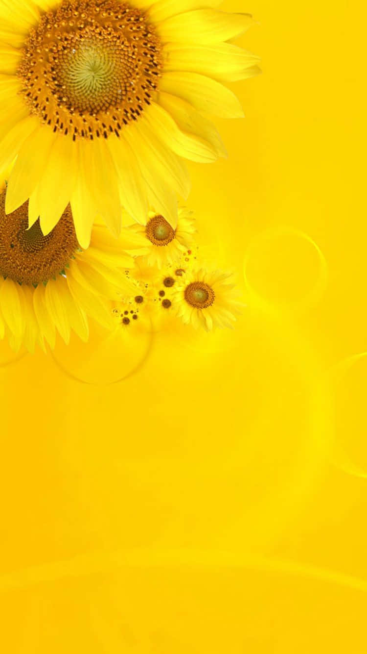 Cute Pastel Yellow, big sunflower, radiant yellow backdrop, HD Phone Wallpaper