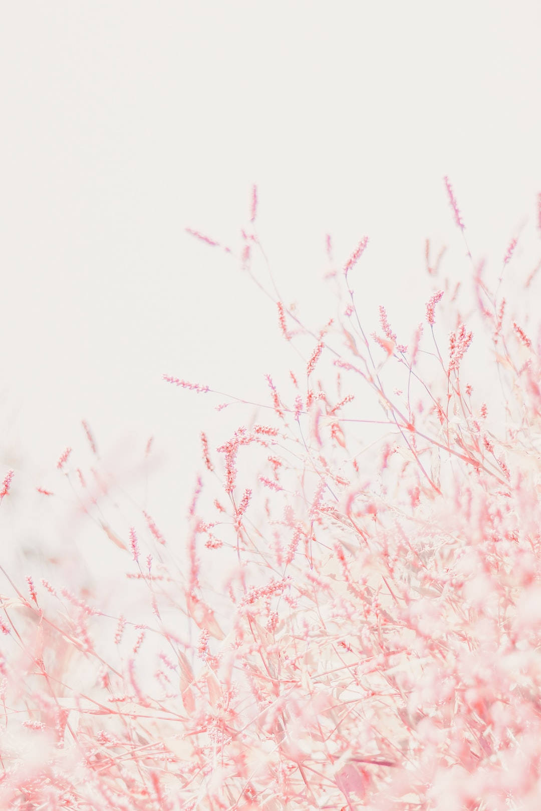 cute pastel pink grains, soft pink grasses, pale sky, HD Phone Wallpaper