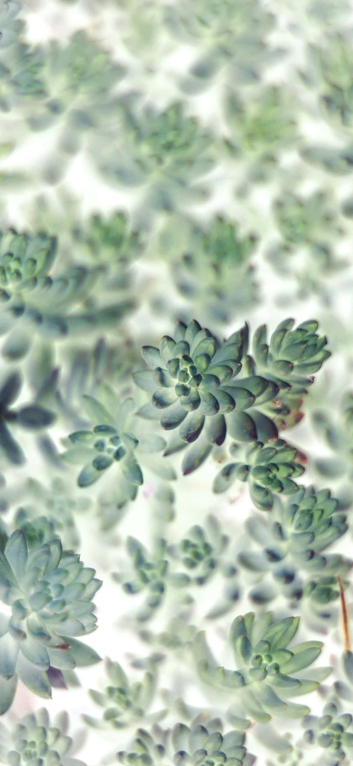 succulent, rosettes, pale green, Full HD Phone Wallpaper